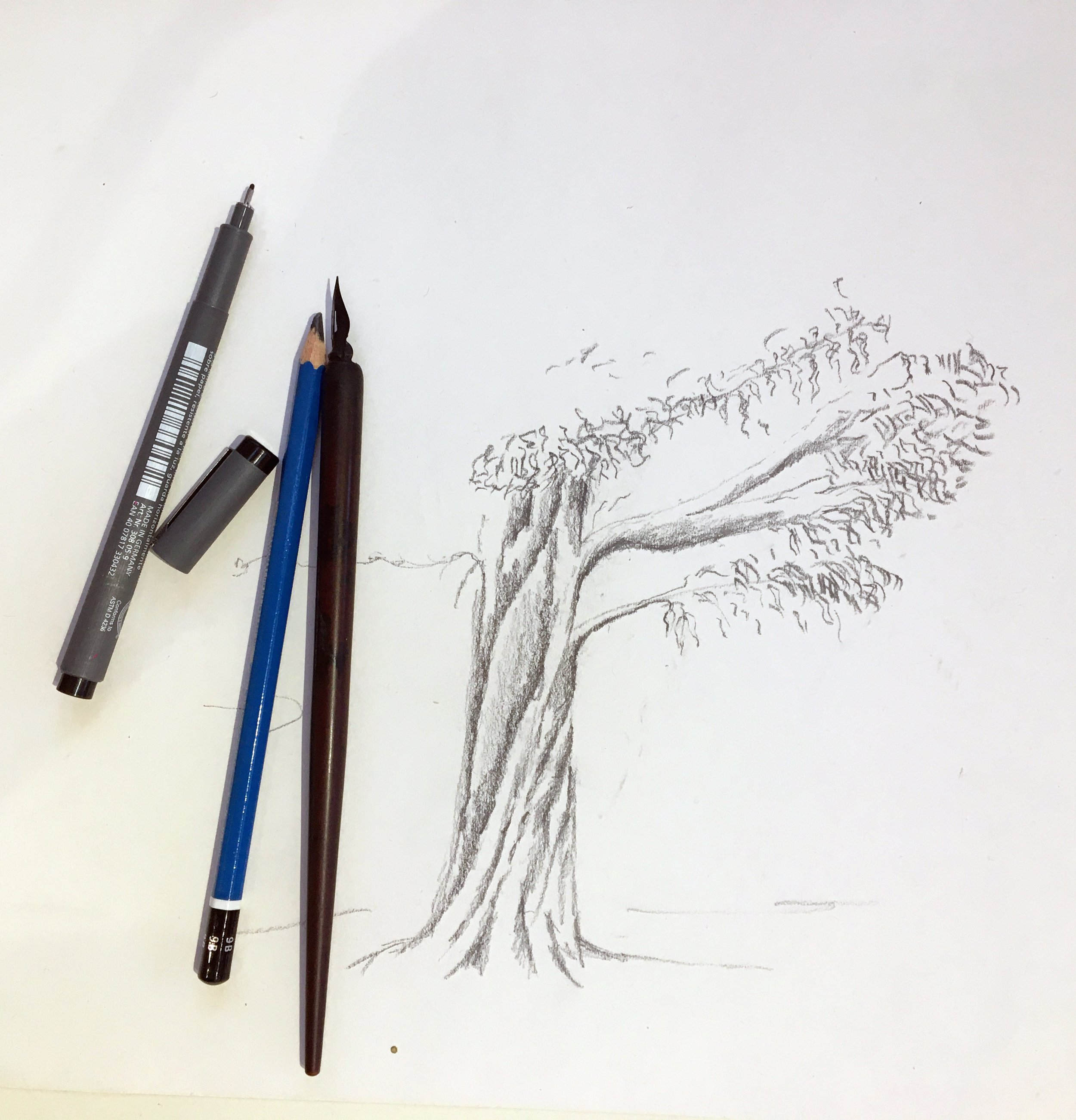 Beginners tree drawing_1115.jpg