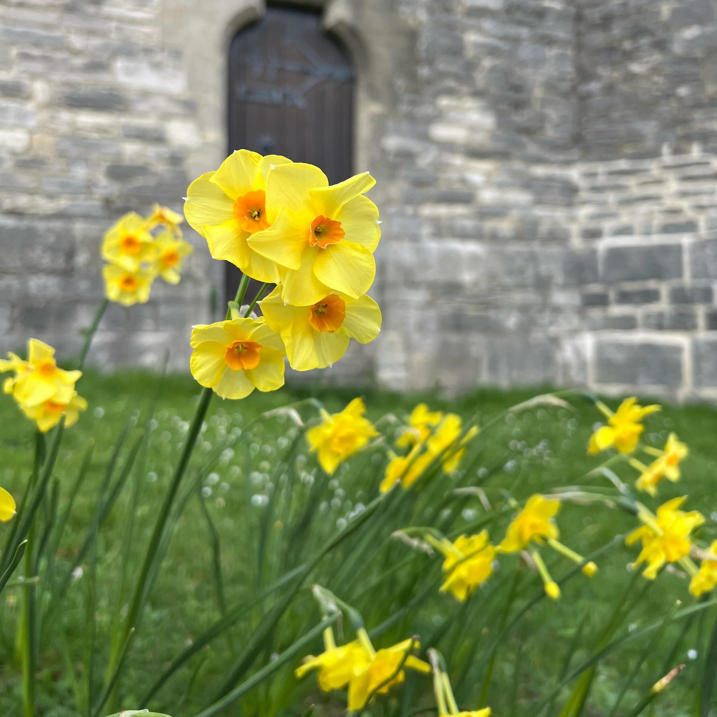 Our daffodils are in full bloom outside church and as we dwell in Holy Week we want to remind you that we want to bring the joy and colour of spring into the church for Easter Sunday 🌼🌸🌻 Bring a jam jar full of flowers to any of our services this 