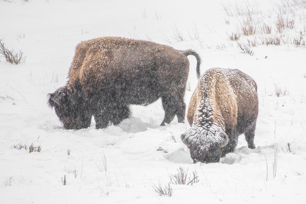 Dressing for Winter - Bison Style — LC NATURE PARK