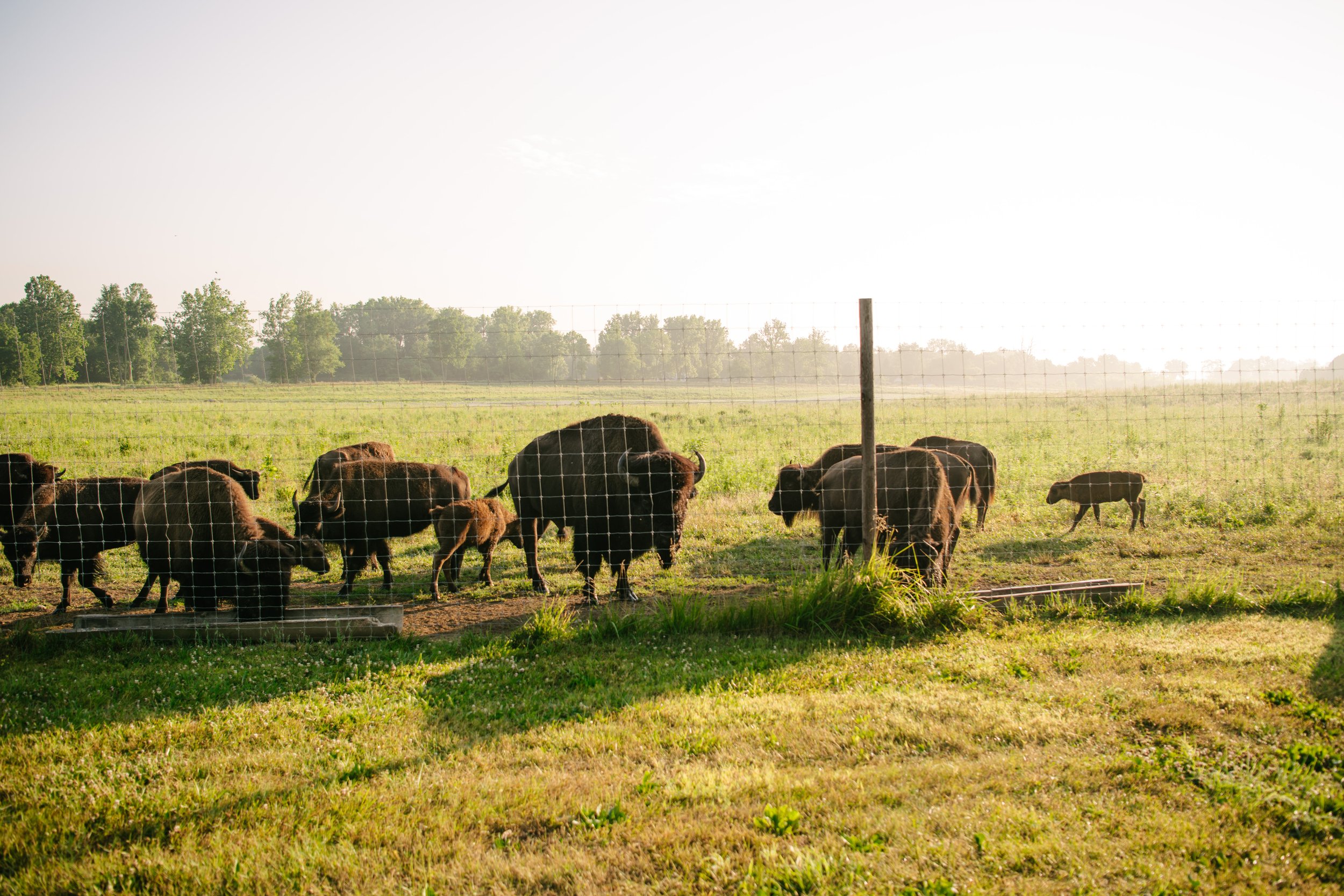 National Bison Day 2023 — LC NATURE PARK