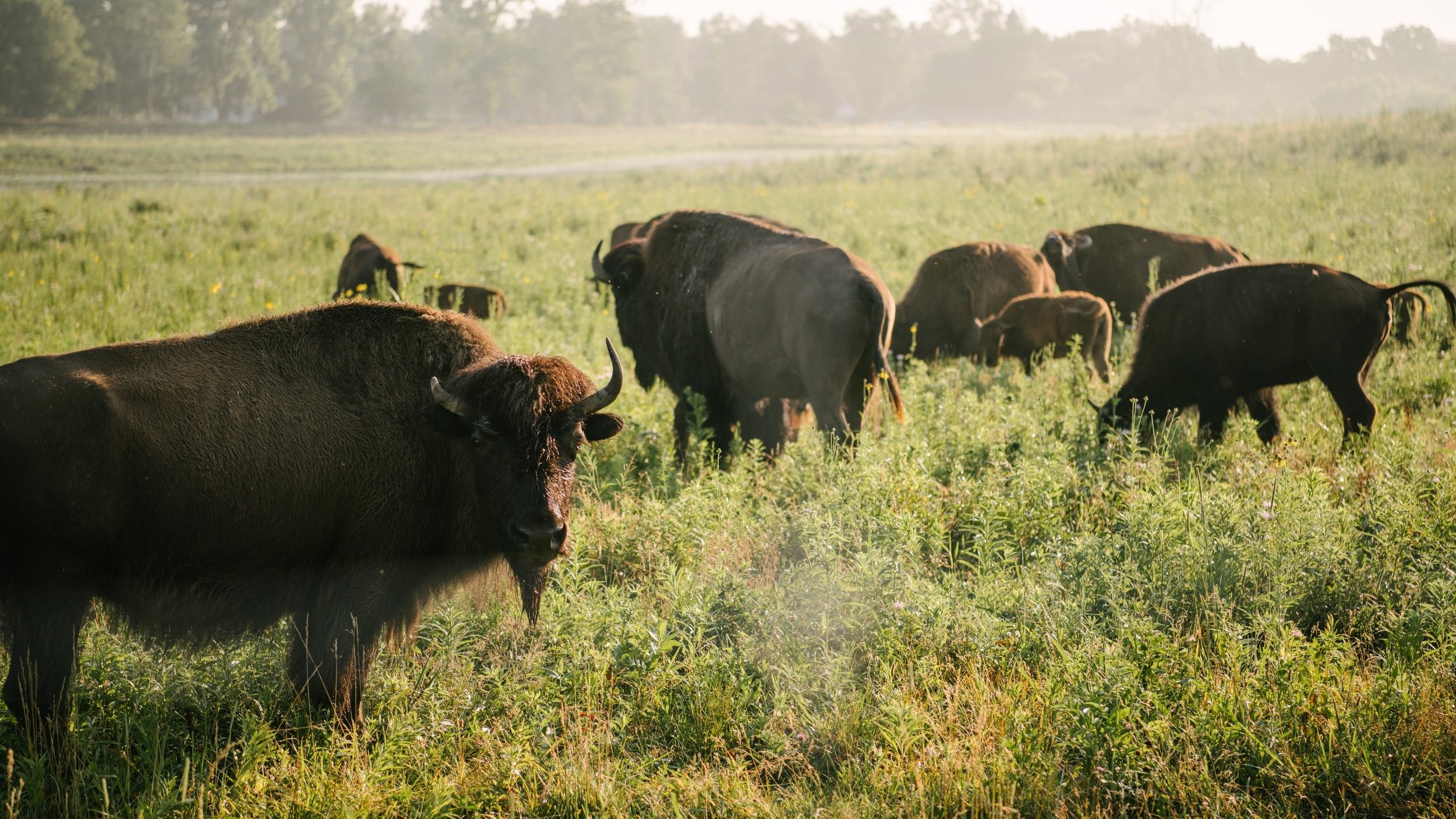 National Bison Day 2023 — LC NATURE PARK