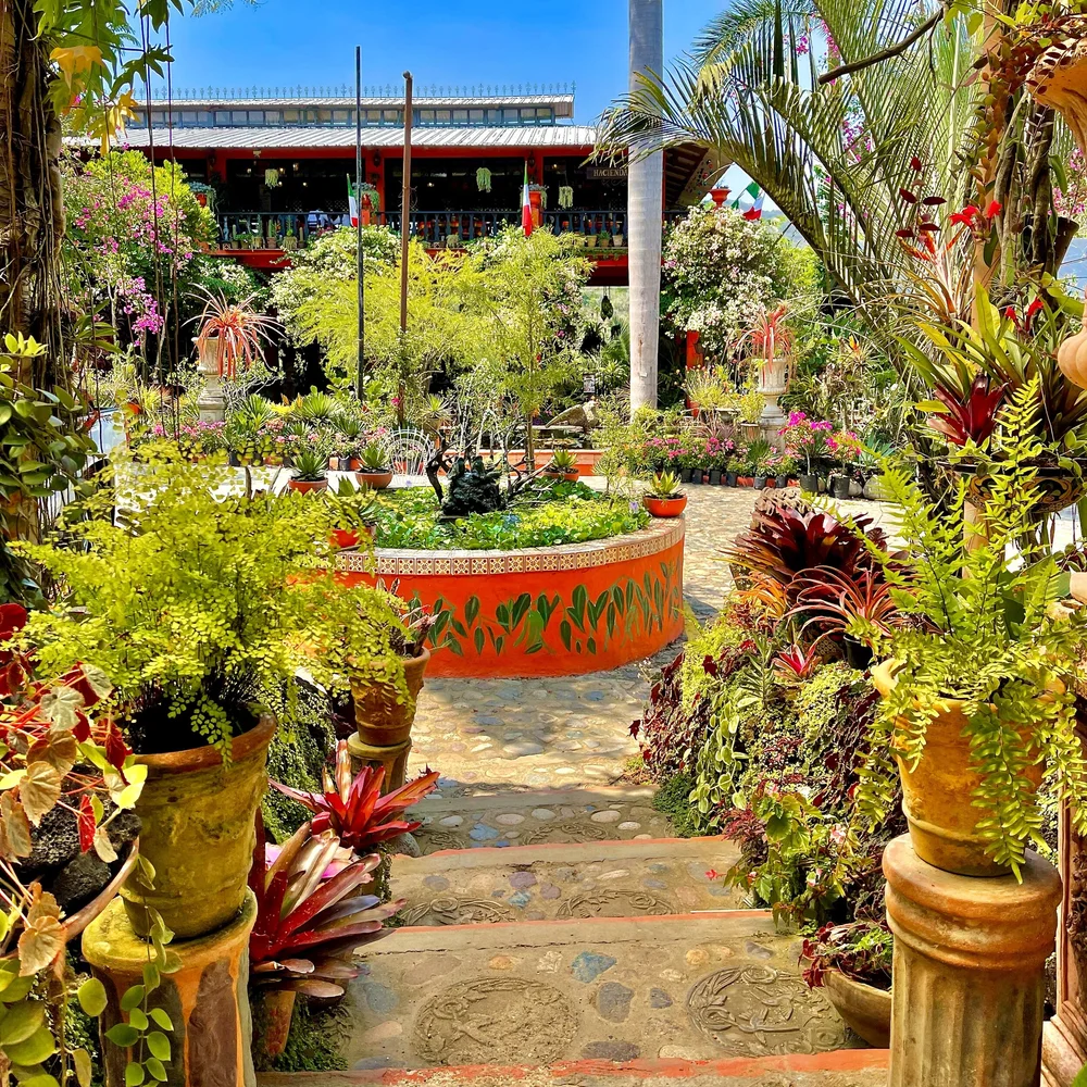 Courtyard w_steps and plants.jpeg