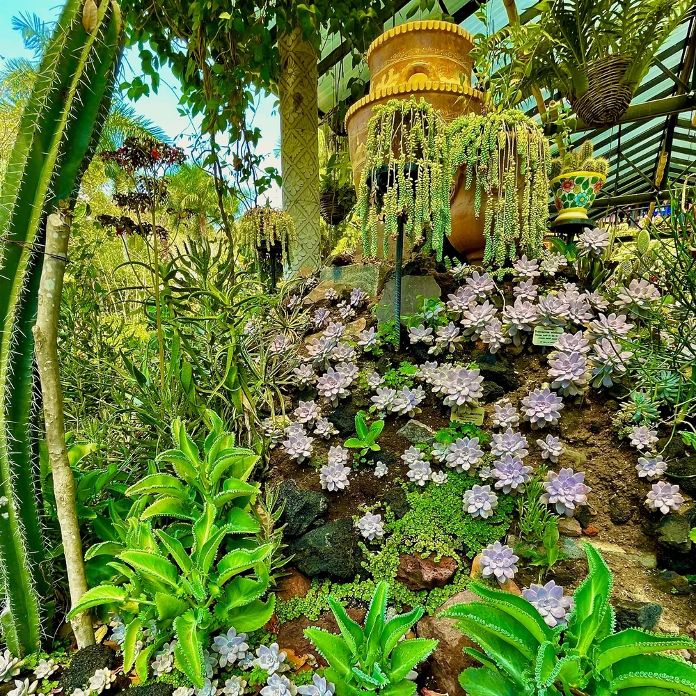 Hanging and planted succulents.jpeg