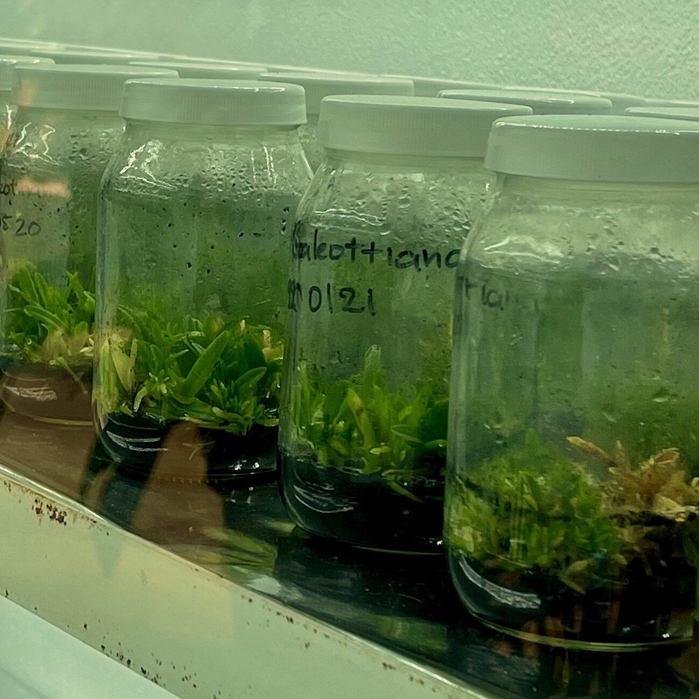 Glass jars lined up in conservatory.jpeg
