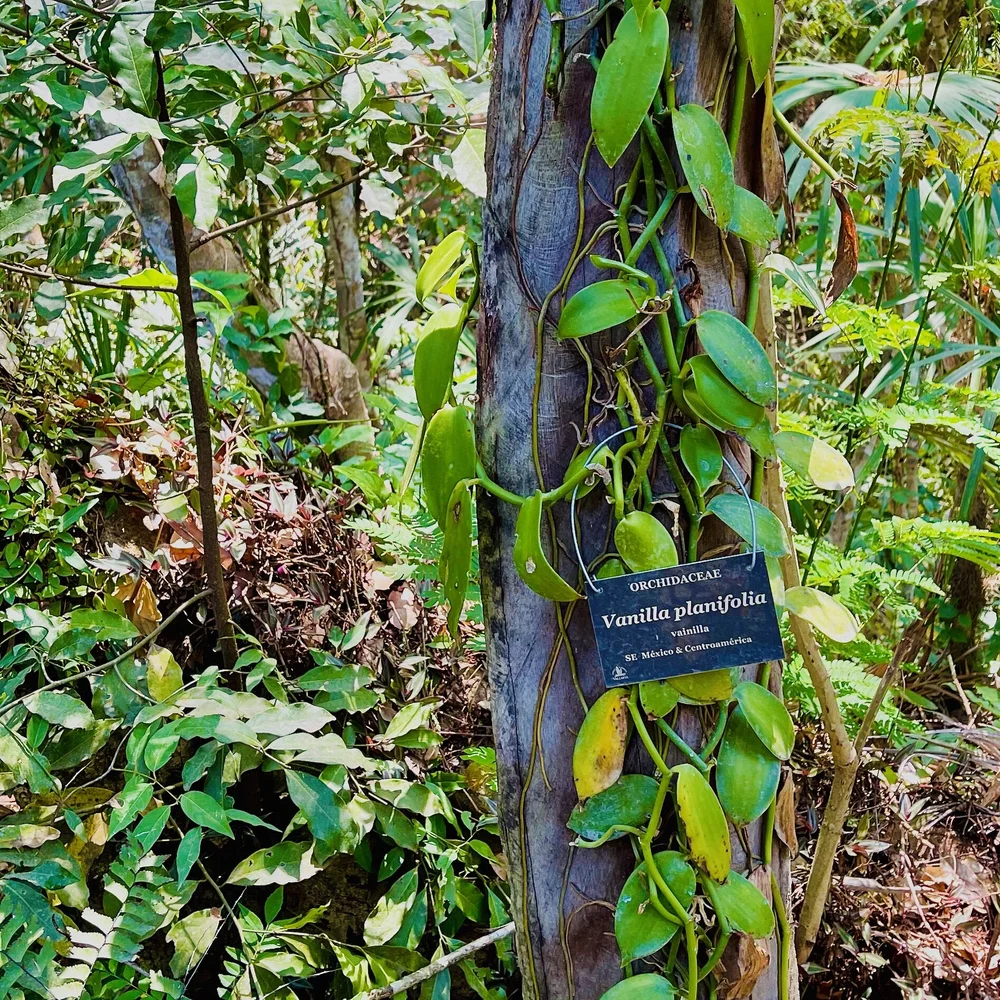 Vanilla beans on pole.jpeg