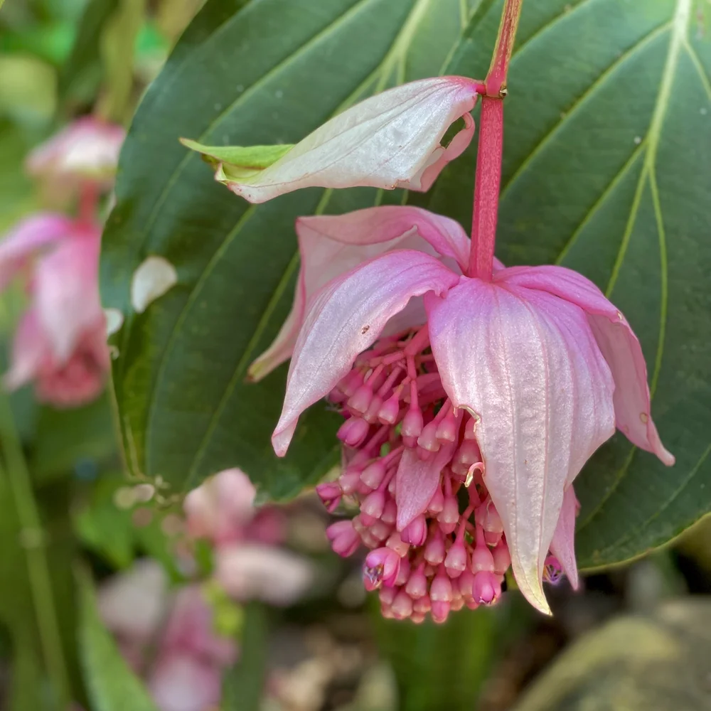 Pink flower hanging in full bloom.jpeg