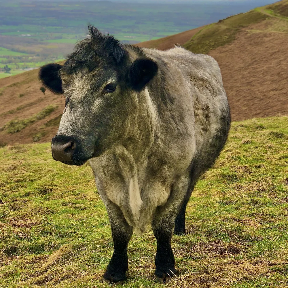 Long haired cattle.jpeg