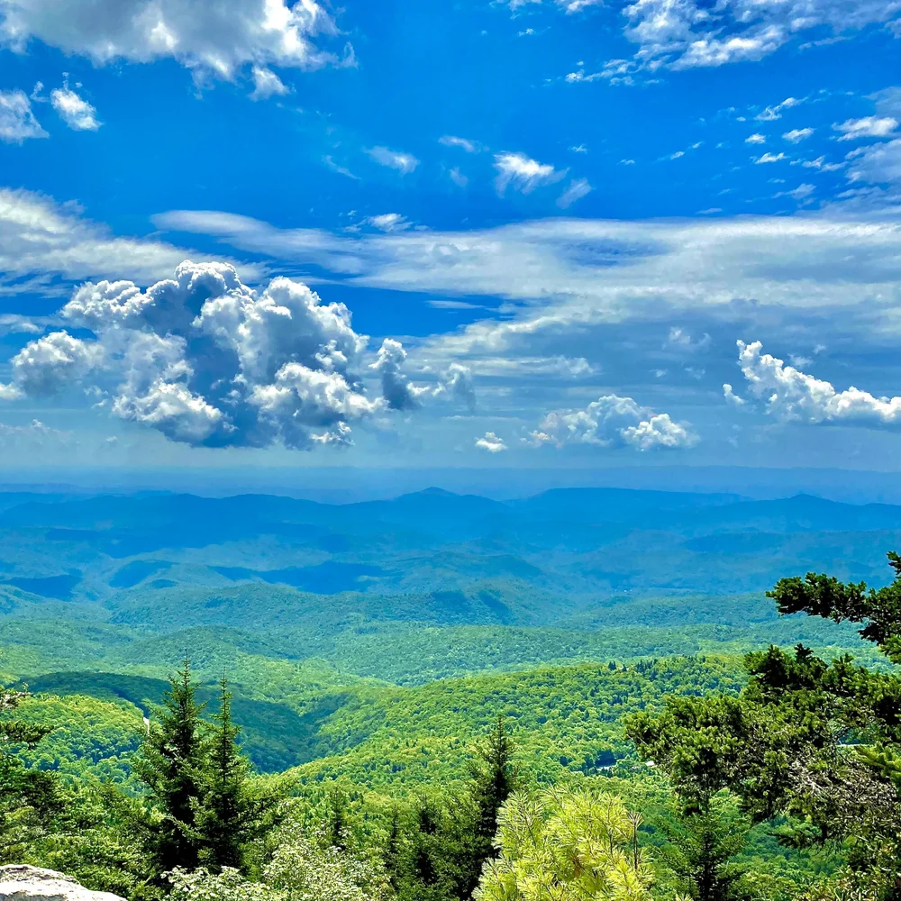 Mountain View w Forest .jpeg