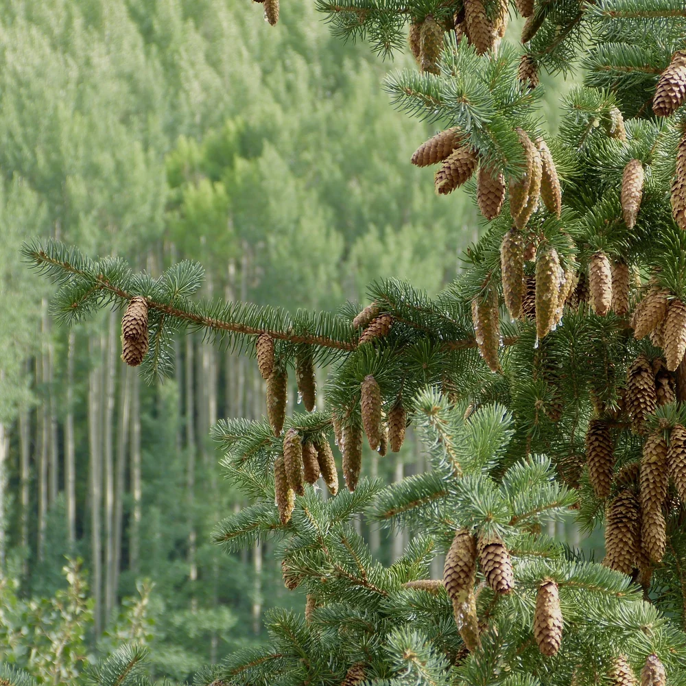 PINE CONES ON TREE BRANCHES.jpeg