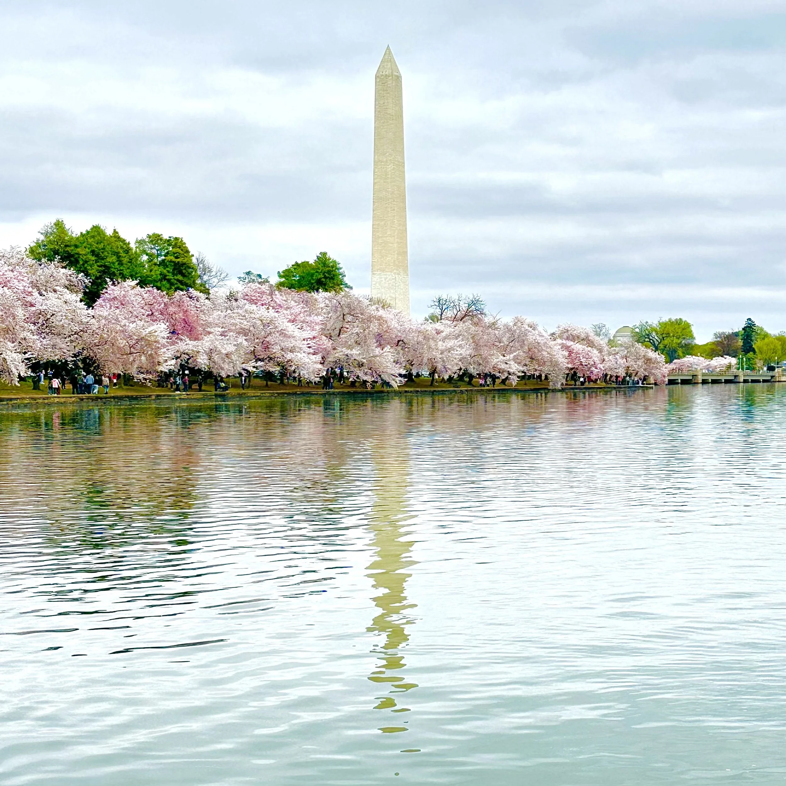 Cherry Blossoms Bring Spring to DC