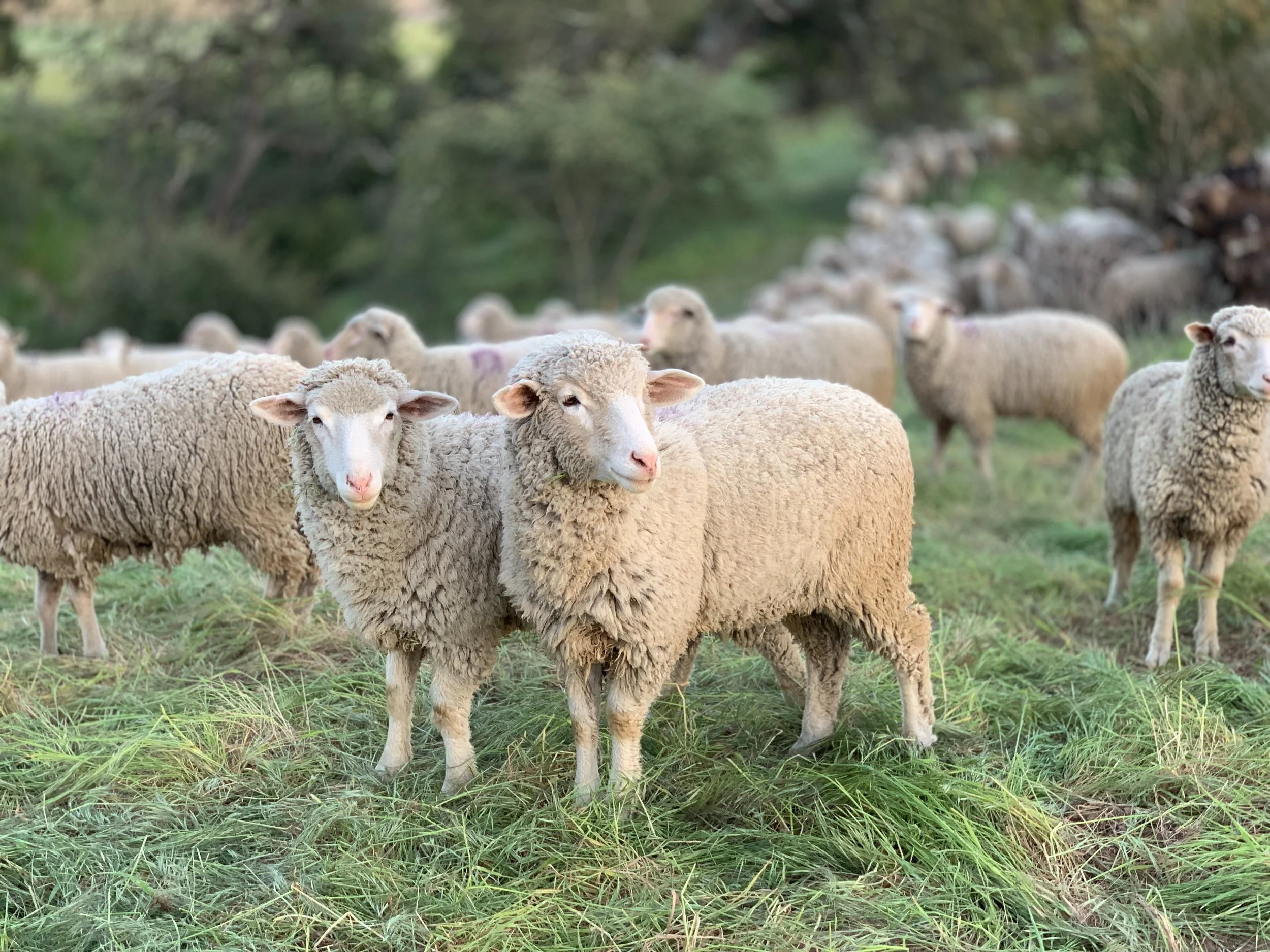 Sheep standing in a pasture