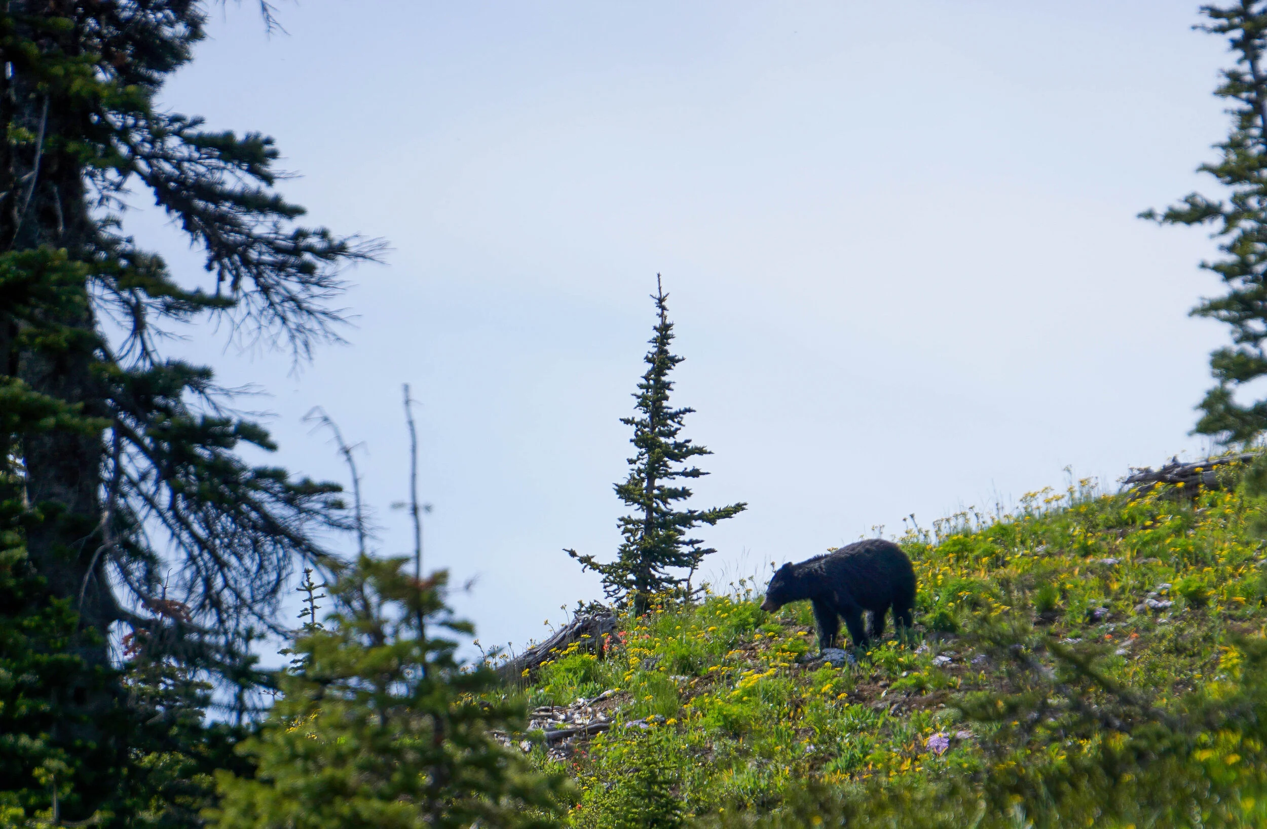 Desolation Peak, WA // 06.2019