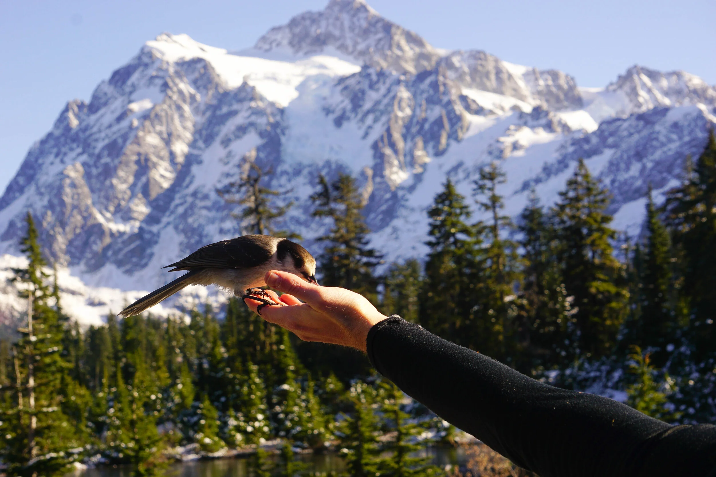 Mt. Shuksan // 10.2019