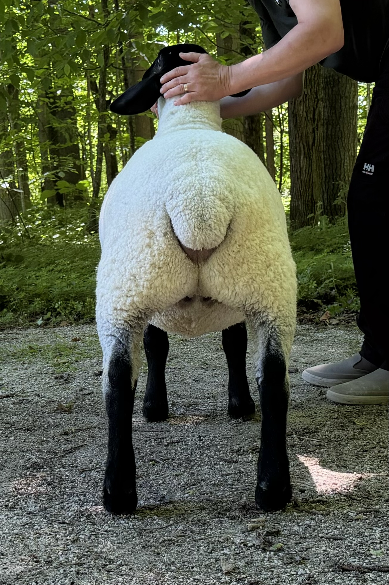 tempImagennz0DX.png