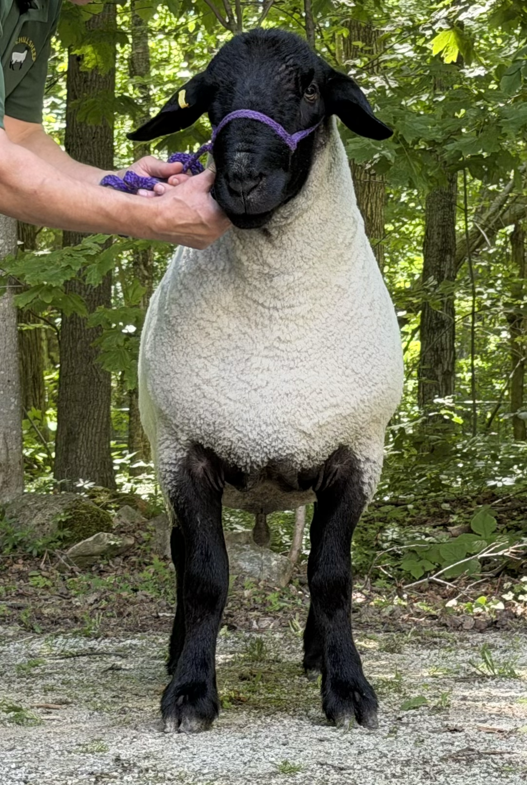 tempImageT29b2N.png