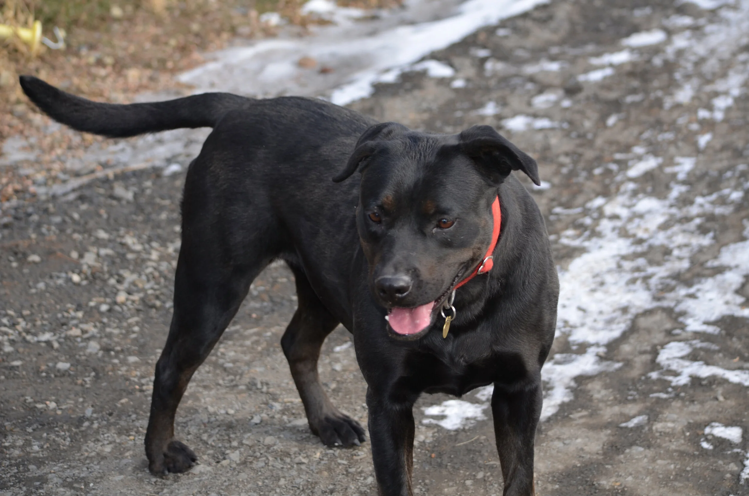 Breeder Release Adoption Service