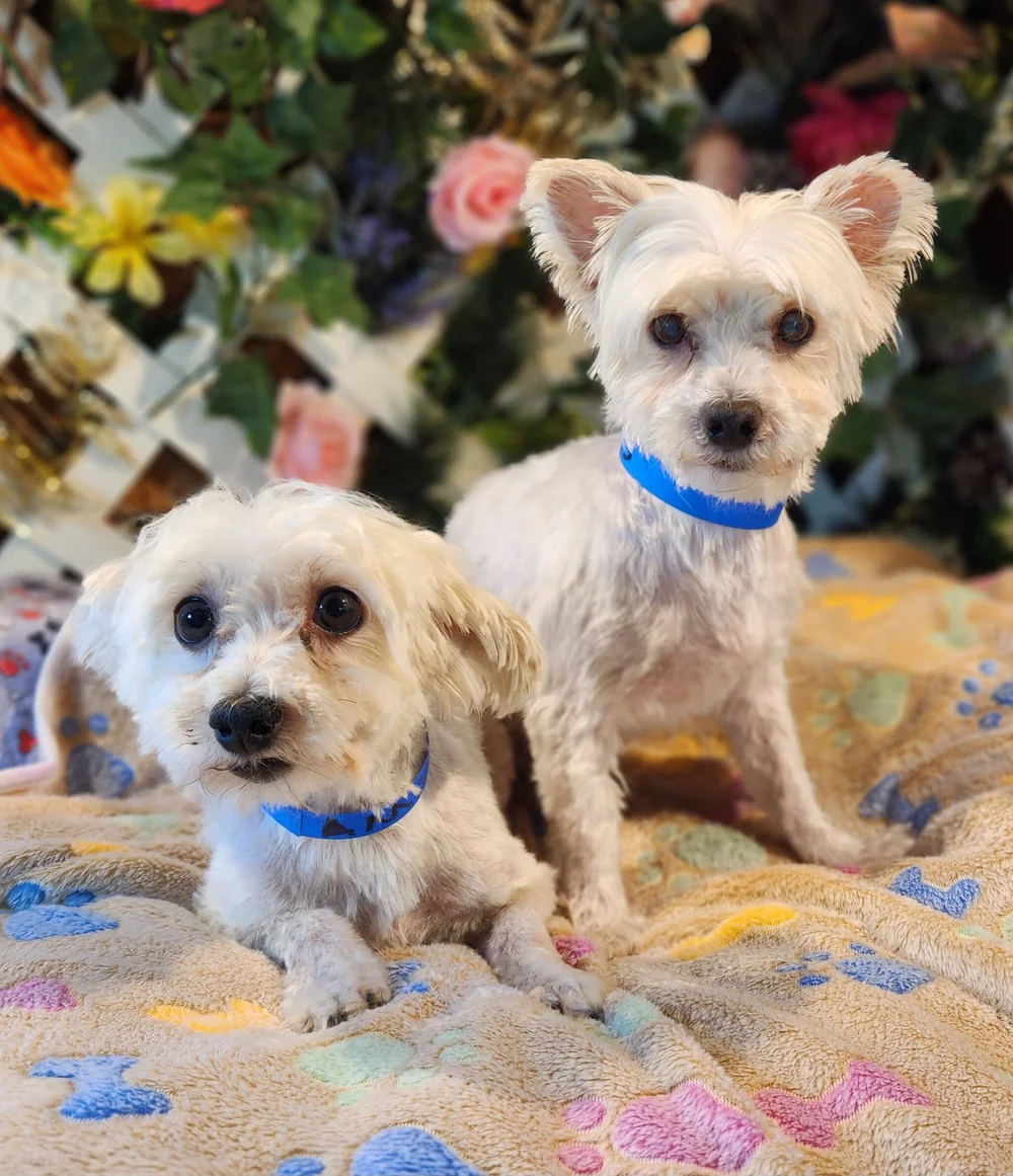 Breeder Release Adoption Service