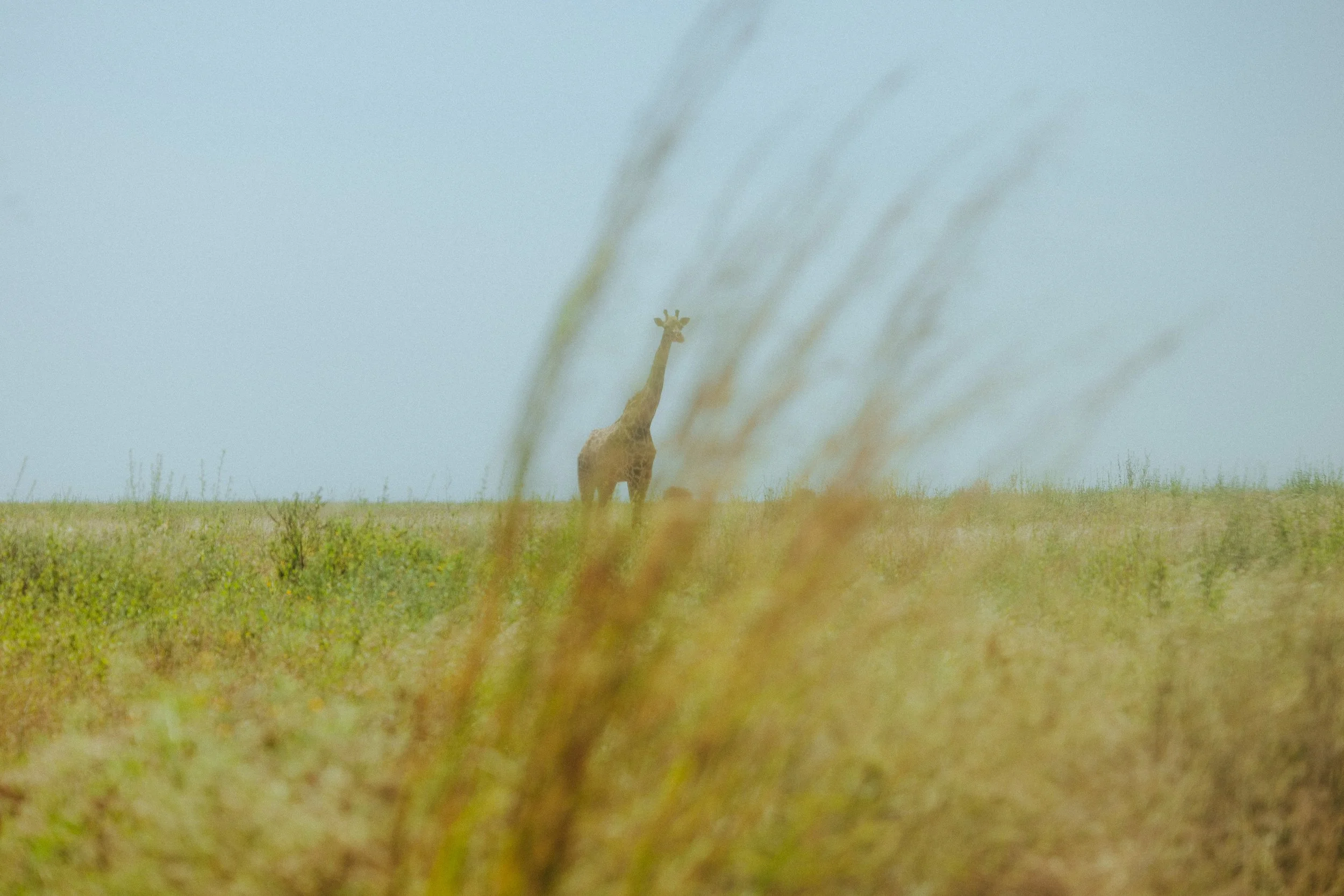 kenya-africa-safari-travel-adventure-tanveer-badal-1.jpg