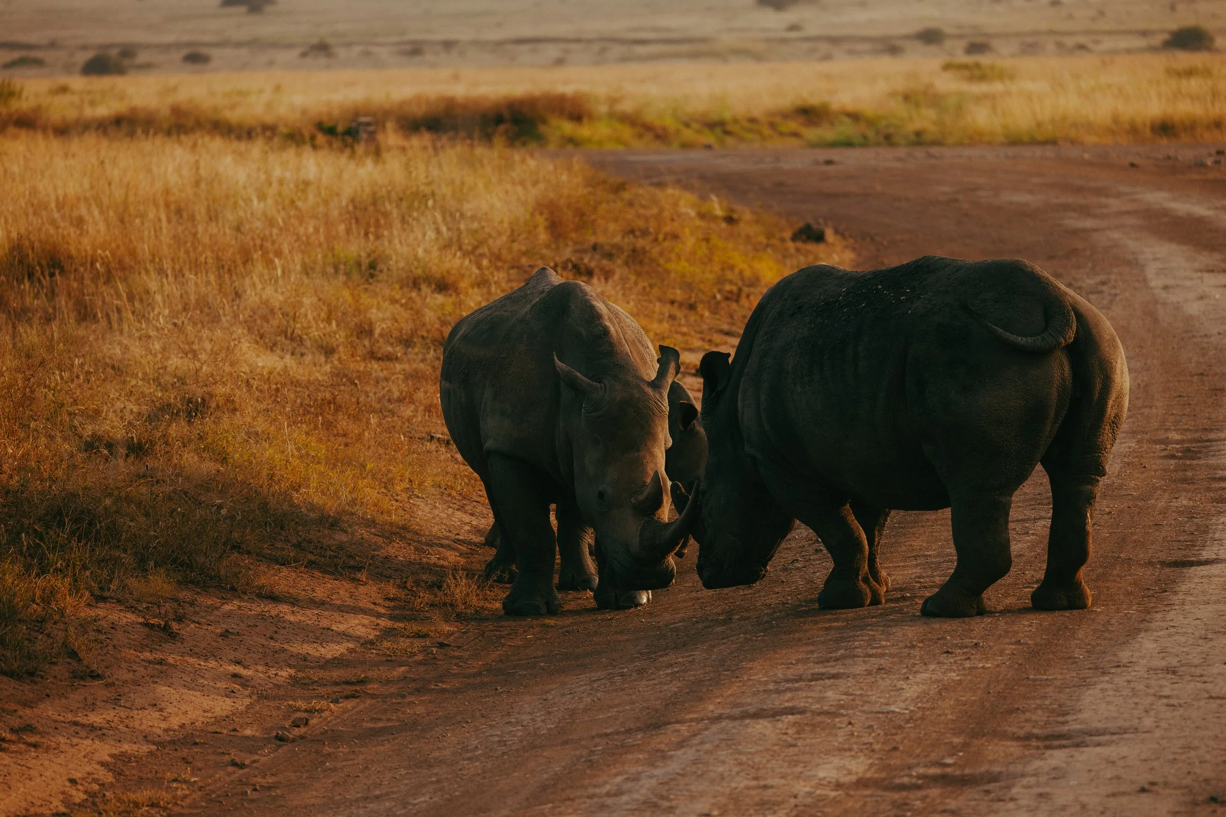 kenya-africa-safari-travel-adventure-tanveer-badal-3.jpg