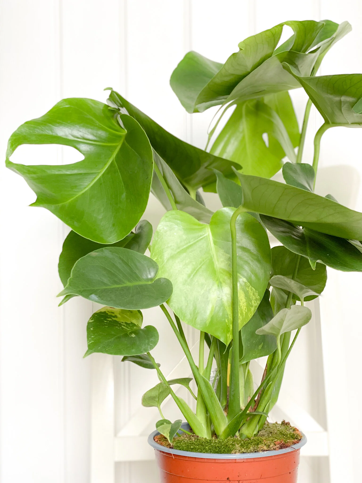 Monstera Deliciosa Large