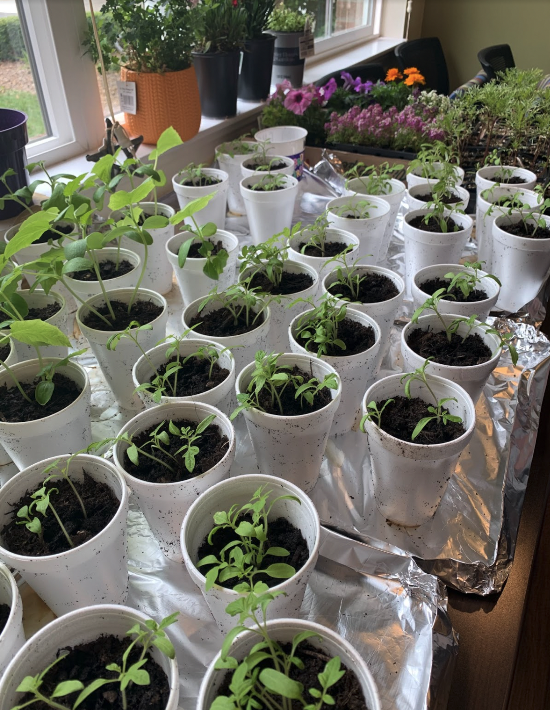 Waterford Place Garden Brings Residents Joy 