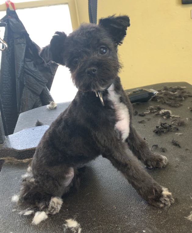 Pup Clean-Up for the Humane Society