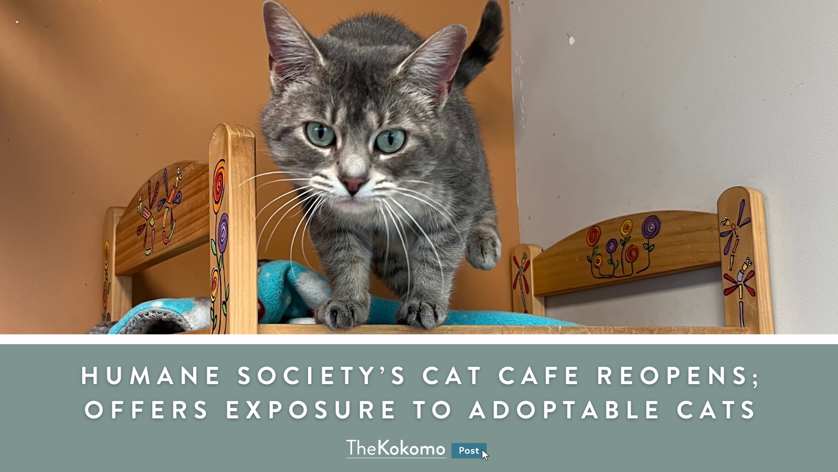 Humane Society’s Cat Cafe Reopens, Offers Exposure to Adoptable Cats