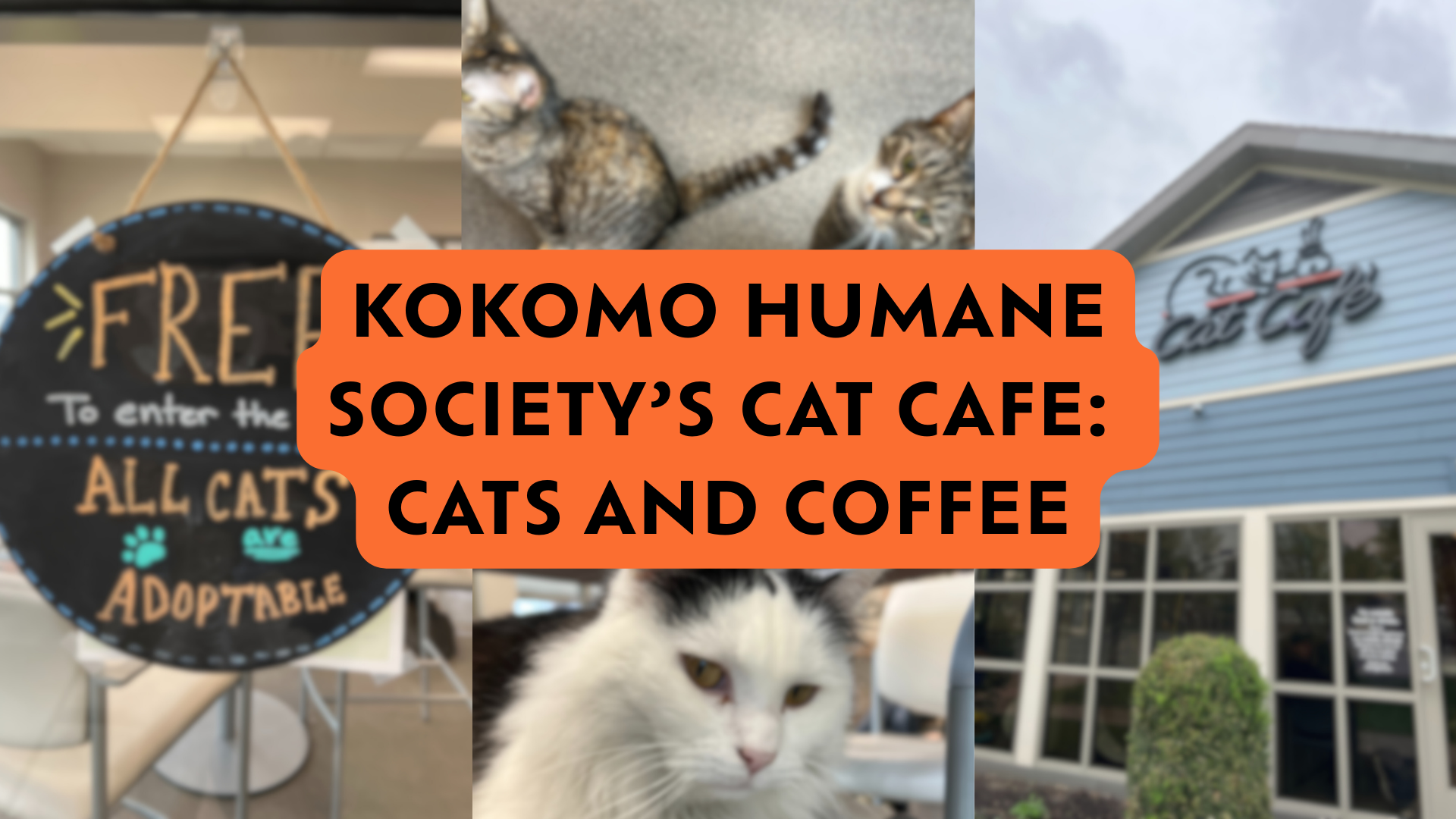 Kokomo Humane Society’s Cat Cafe: Cats and Coffee