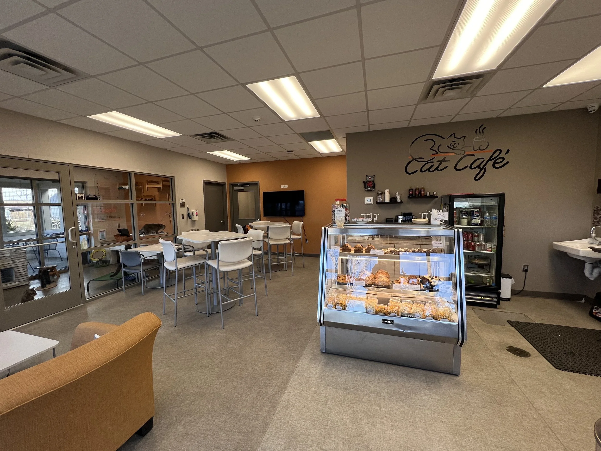 Humane Society’s Cat Cafe Reopens, Offers Exposure to Adoptable Cats