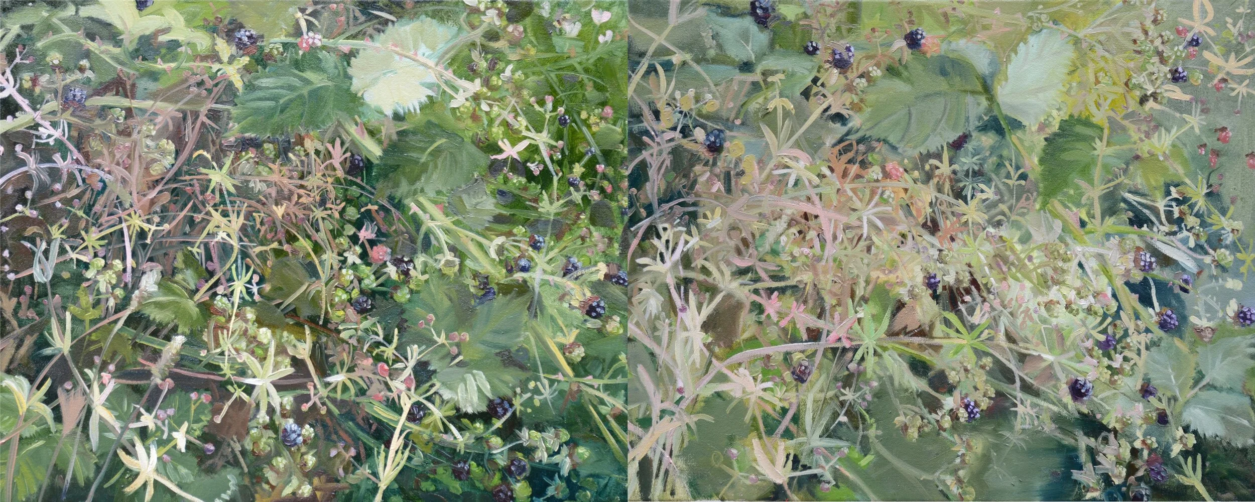 Blackberry Patch        oil on canvas    16” x 40”     2013       In front of my Dad’s house Gibsons, B.C.
