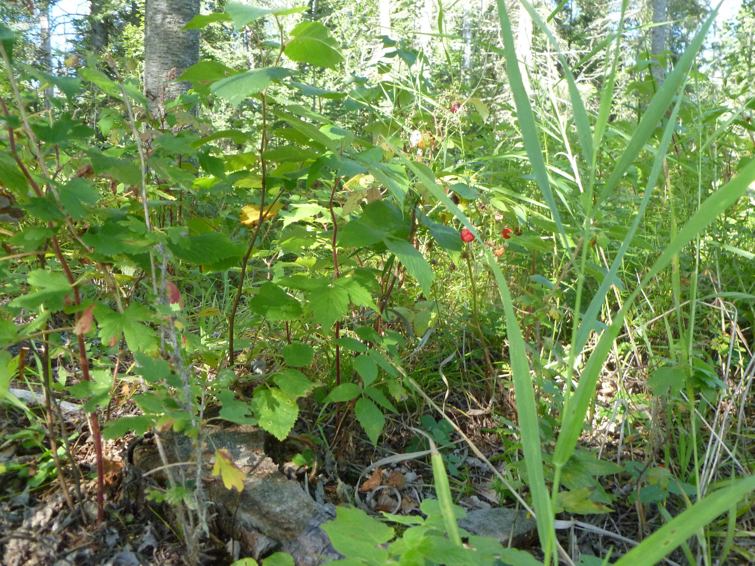 P1180388.JPG