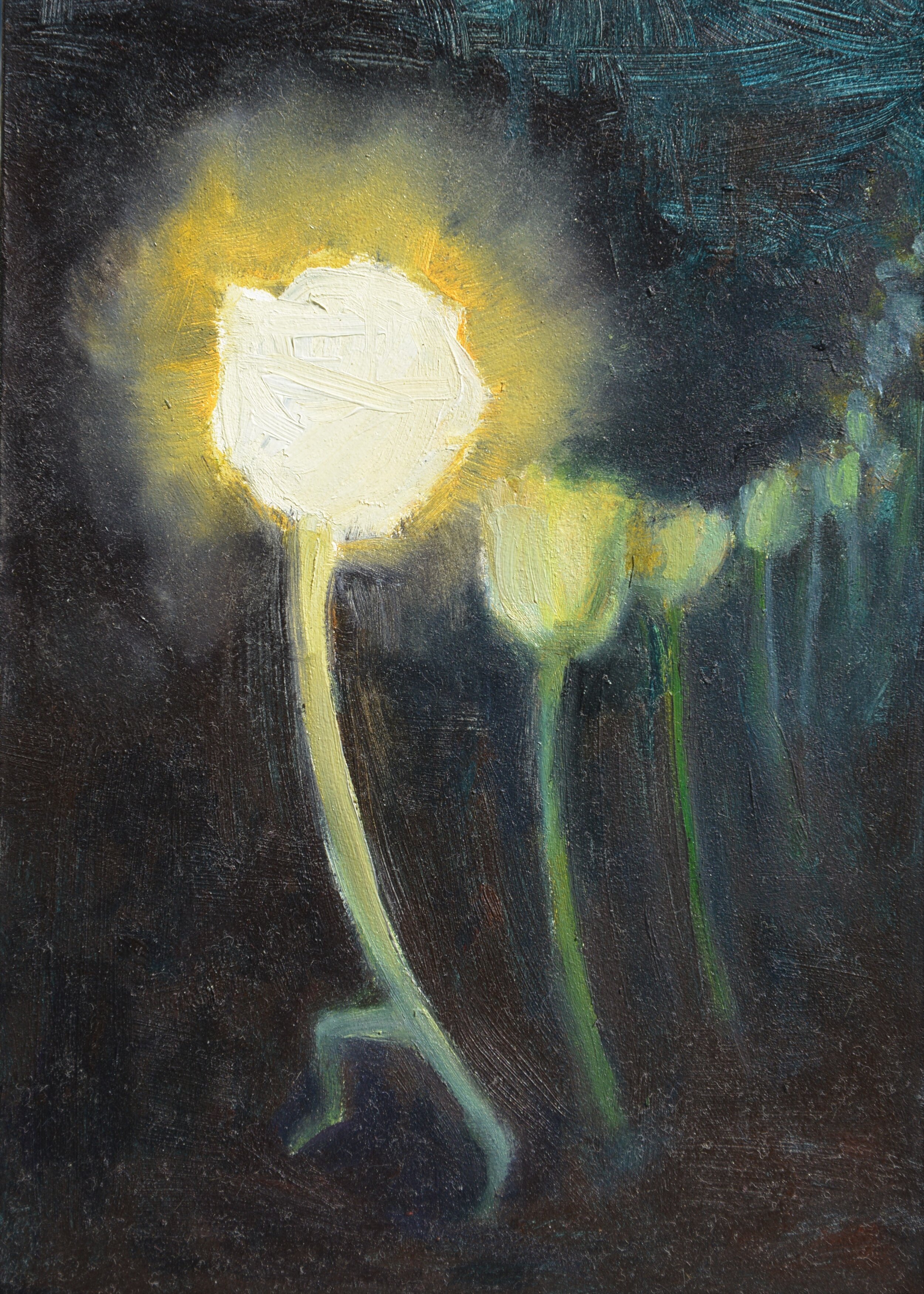 BG_Yellow_tulips_night3.JPG