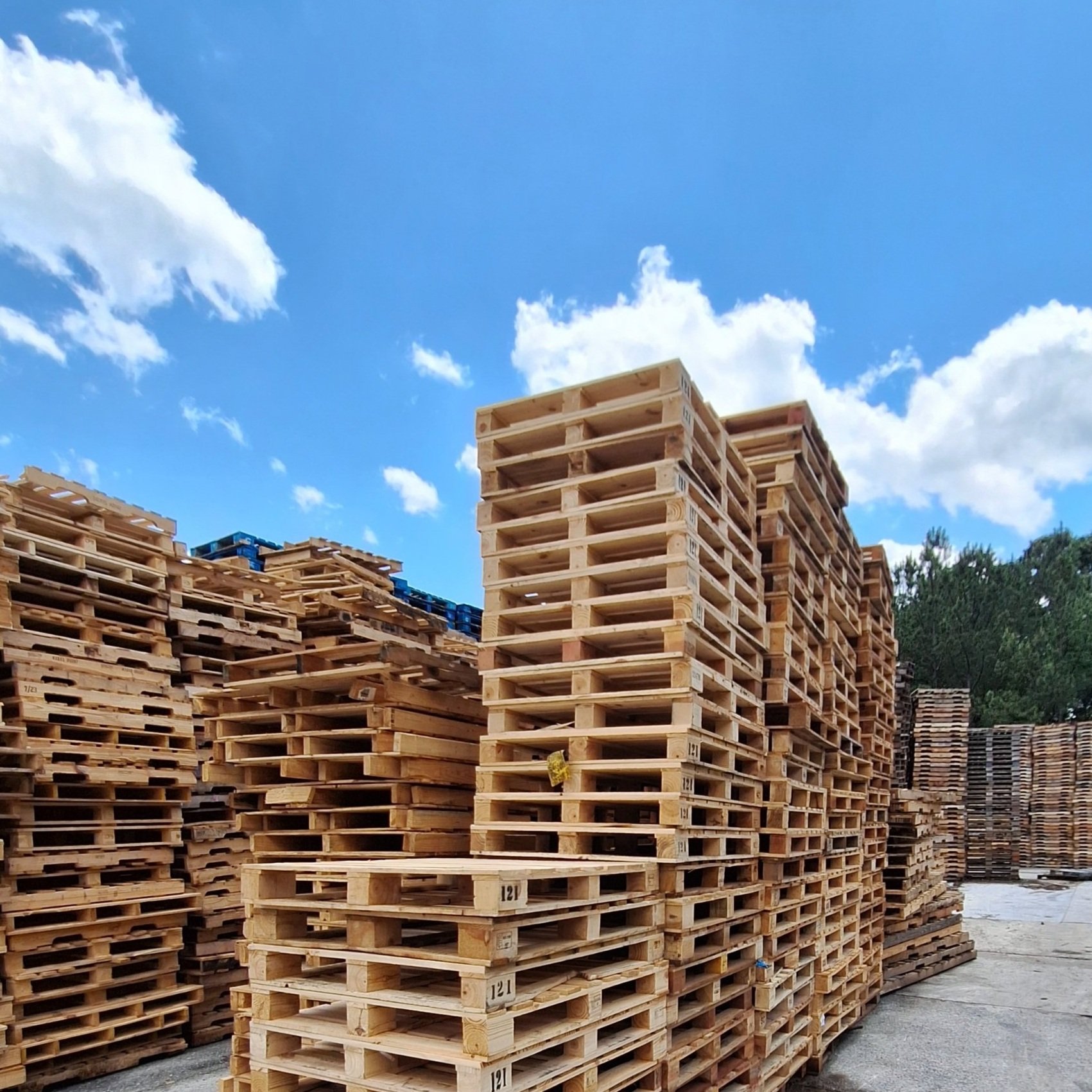Moldy Wooden Pallets?