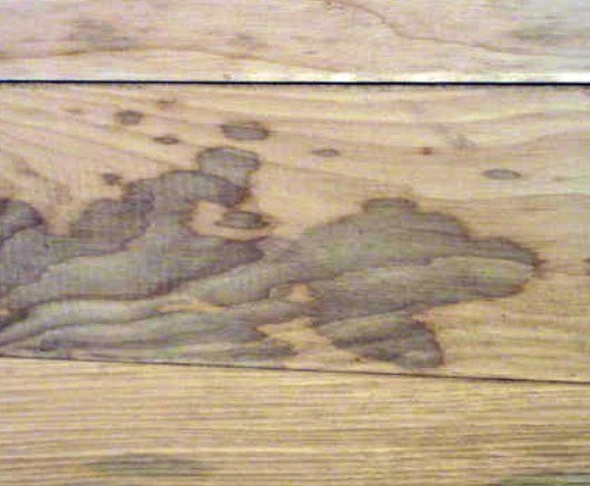 Enzymatic Discoloration on Wood Pallets in Chattanooga