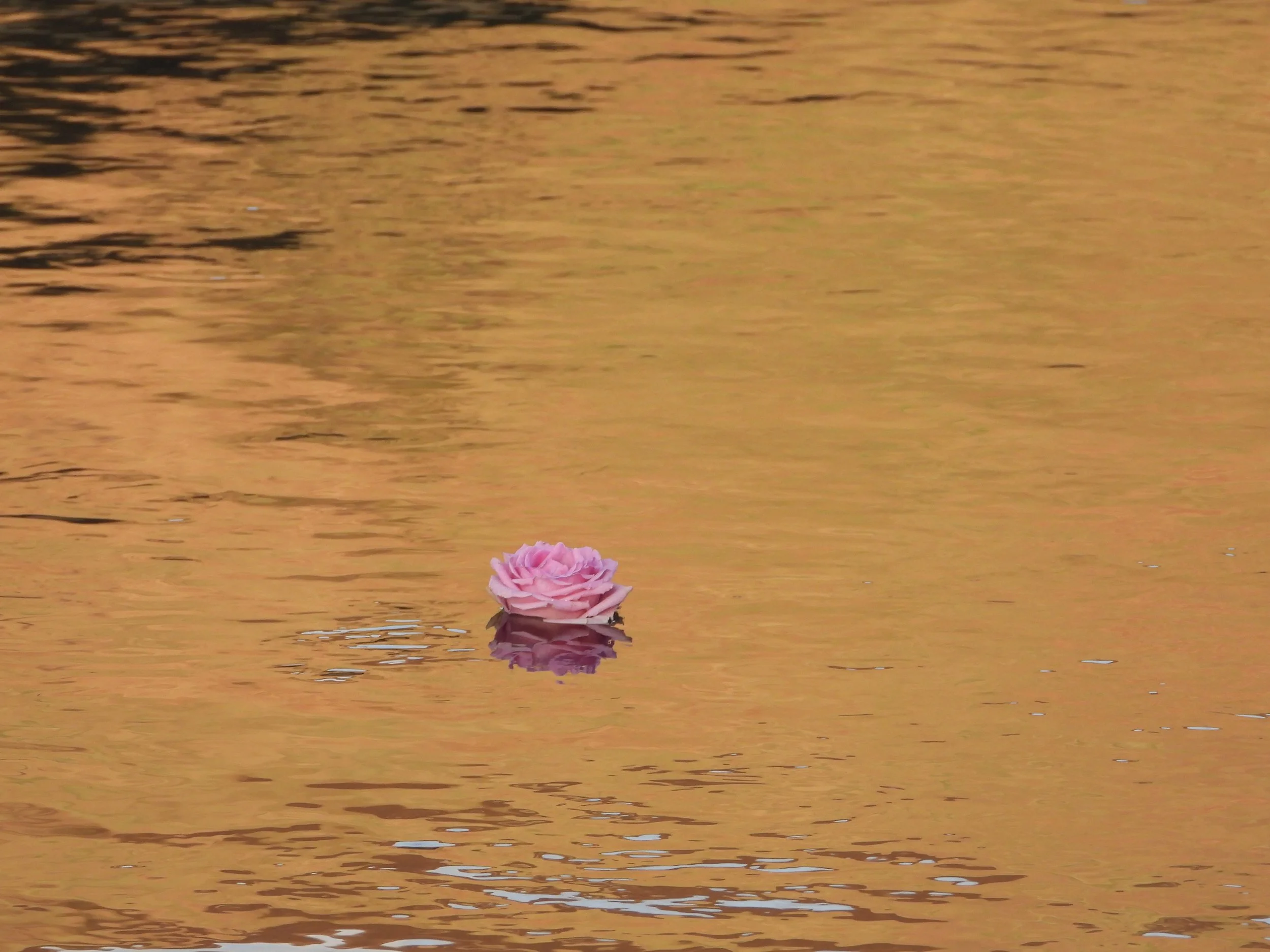 Pink rose in golden river Tweed.JPG