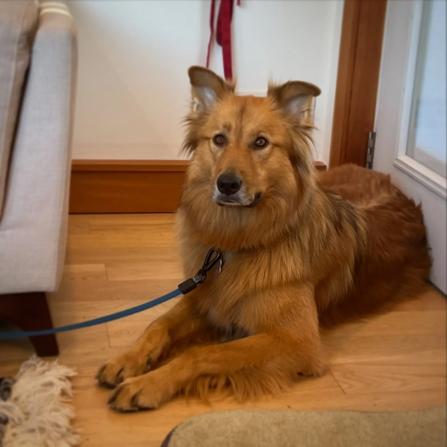 It is not unusual for dogs’ relationship with other dogs to change as they get older or as they have more positive or negative experiences to influence their opinions. Some dogs are just not as social once they reach adulthood or have less tole