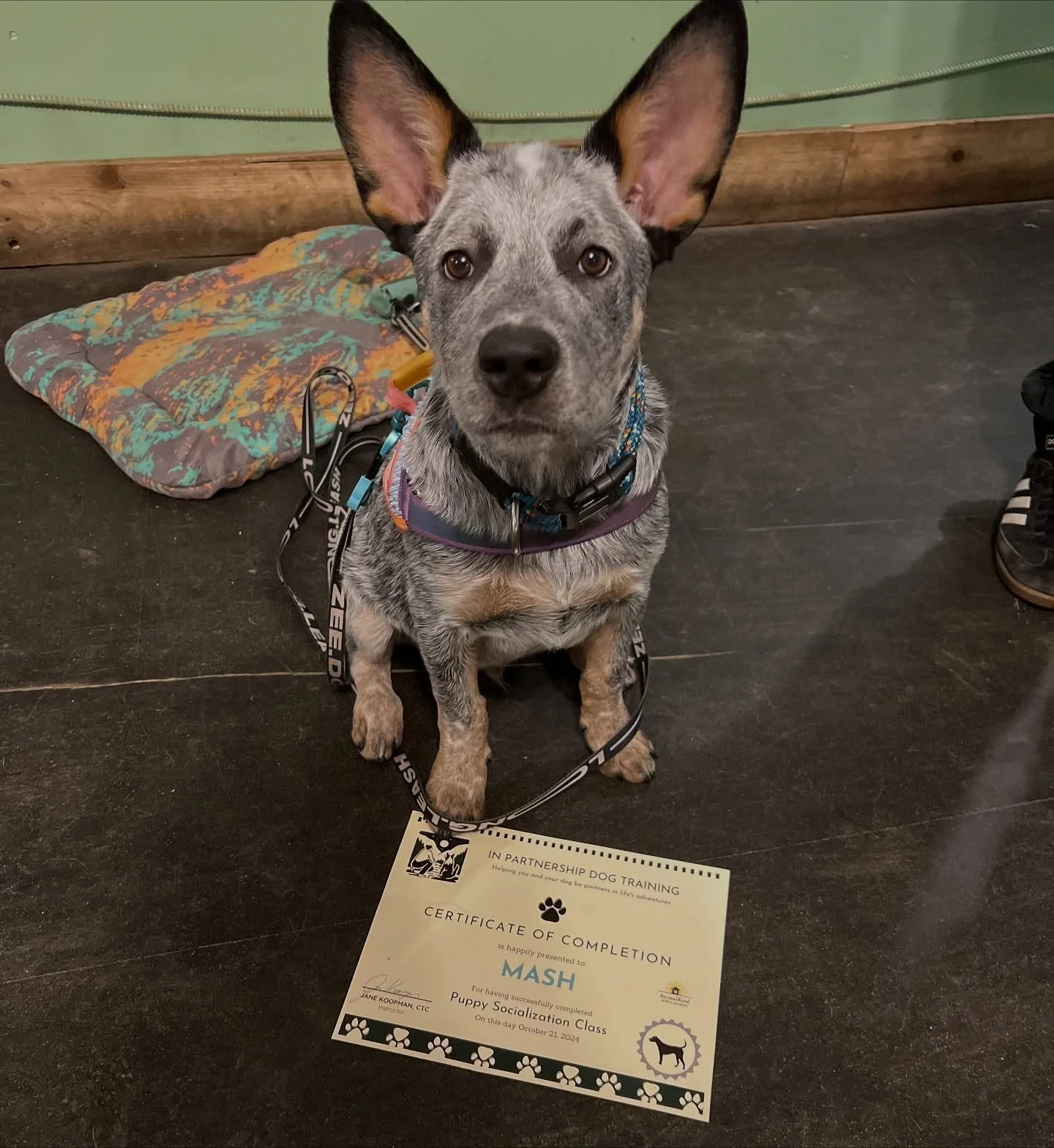 Tuesday was grad night for puppy and manners classes! Big congrats to these hard working (and tired!) pups Mash, Rosie, Juniper, Spruce, Gibson, Rufus and Stella!
I had such fun with you all. 
#puppylove #puppyclass #heeler #gsdpuppy #puppymutts #go