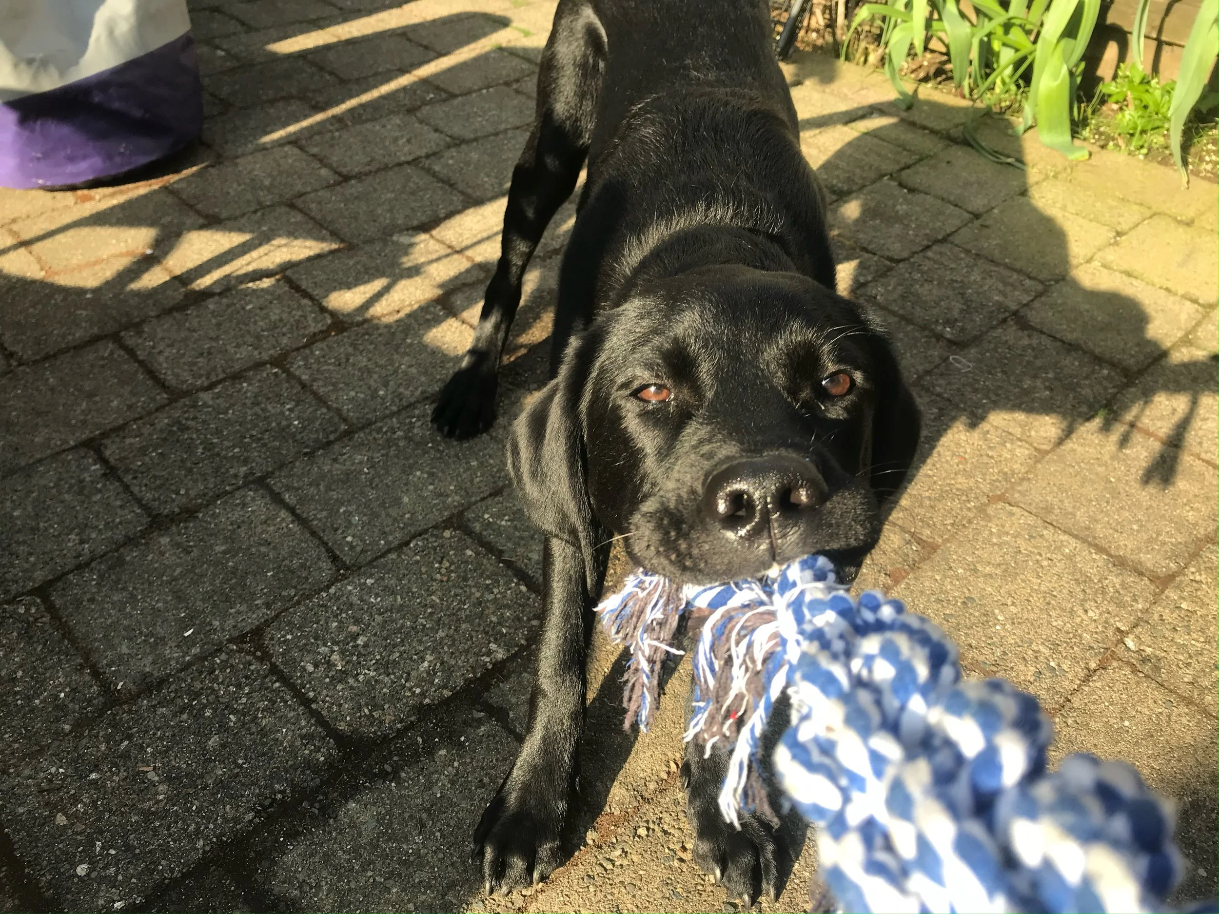 Top 5 Things Every Dog Should Know