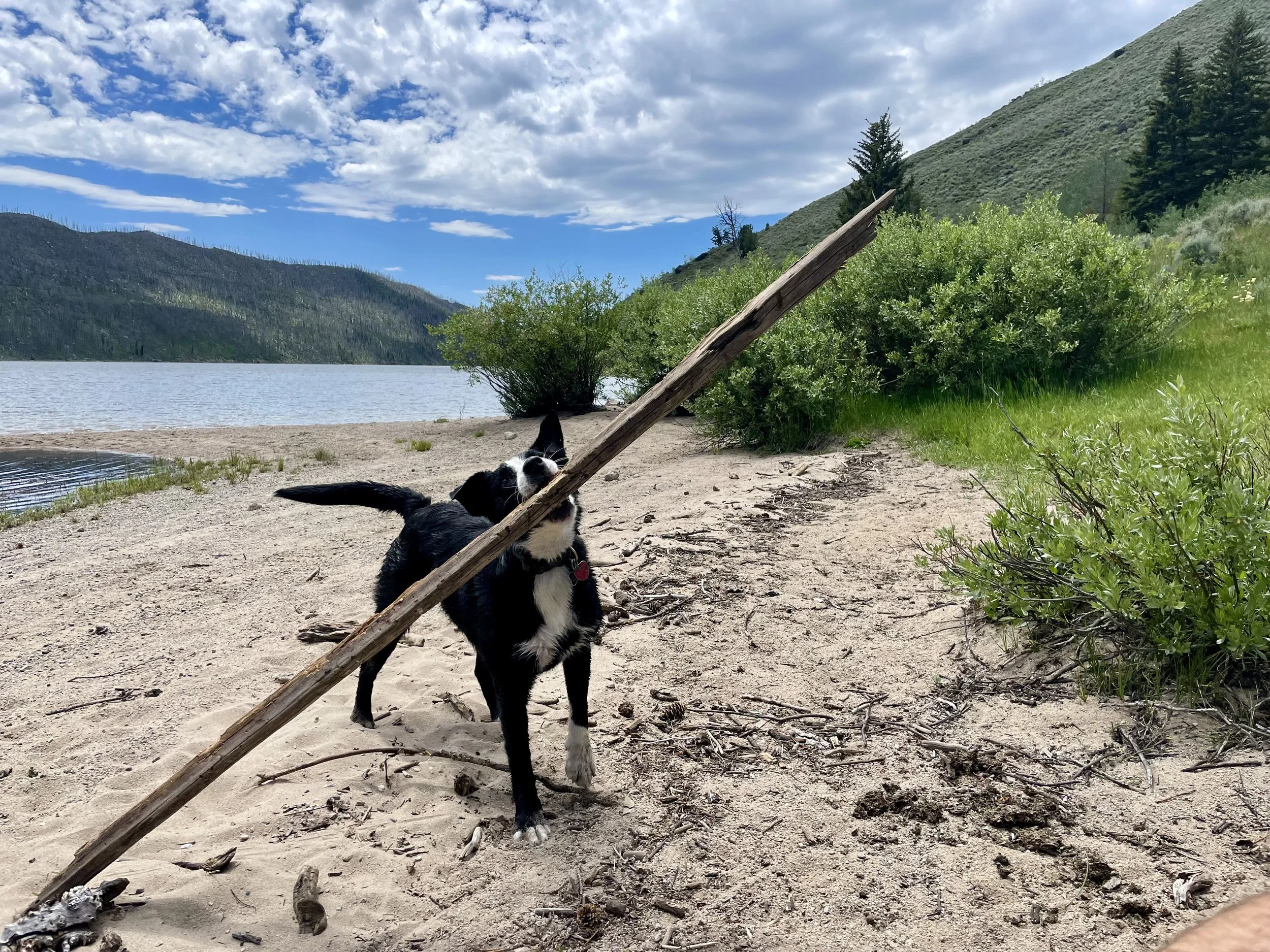 Why Do Dogs Behave Like They Do?