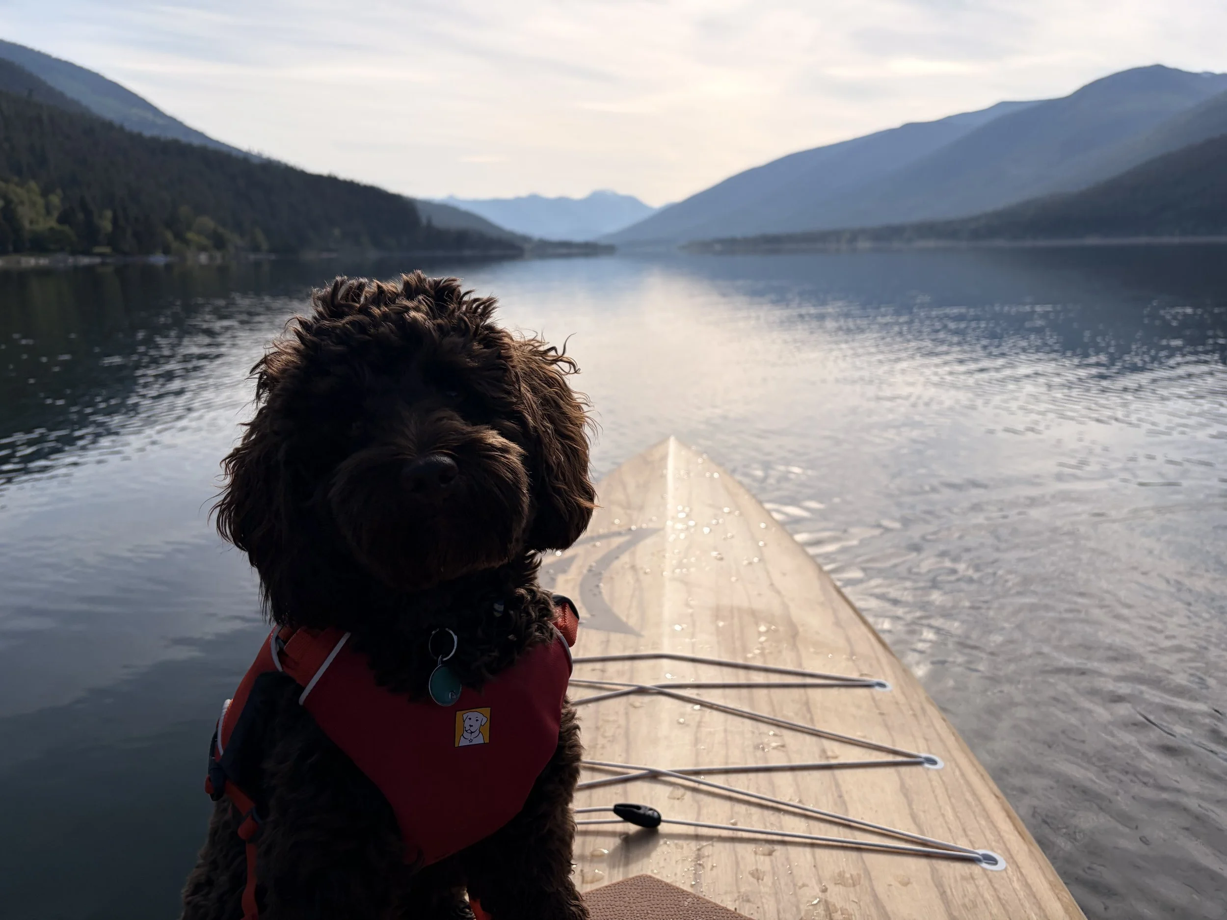 Colin- Paddle Puppy