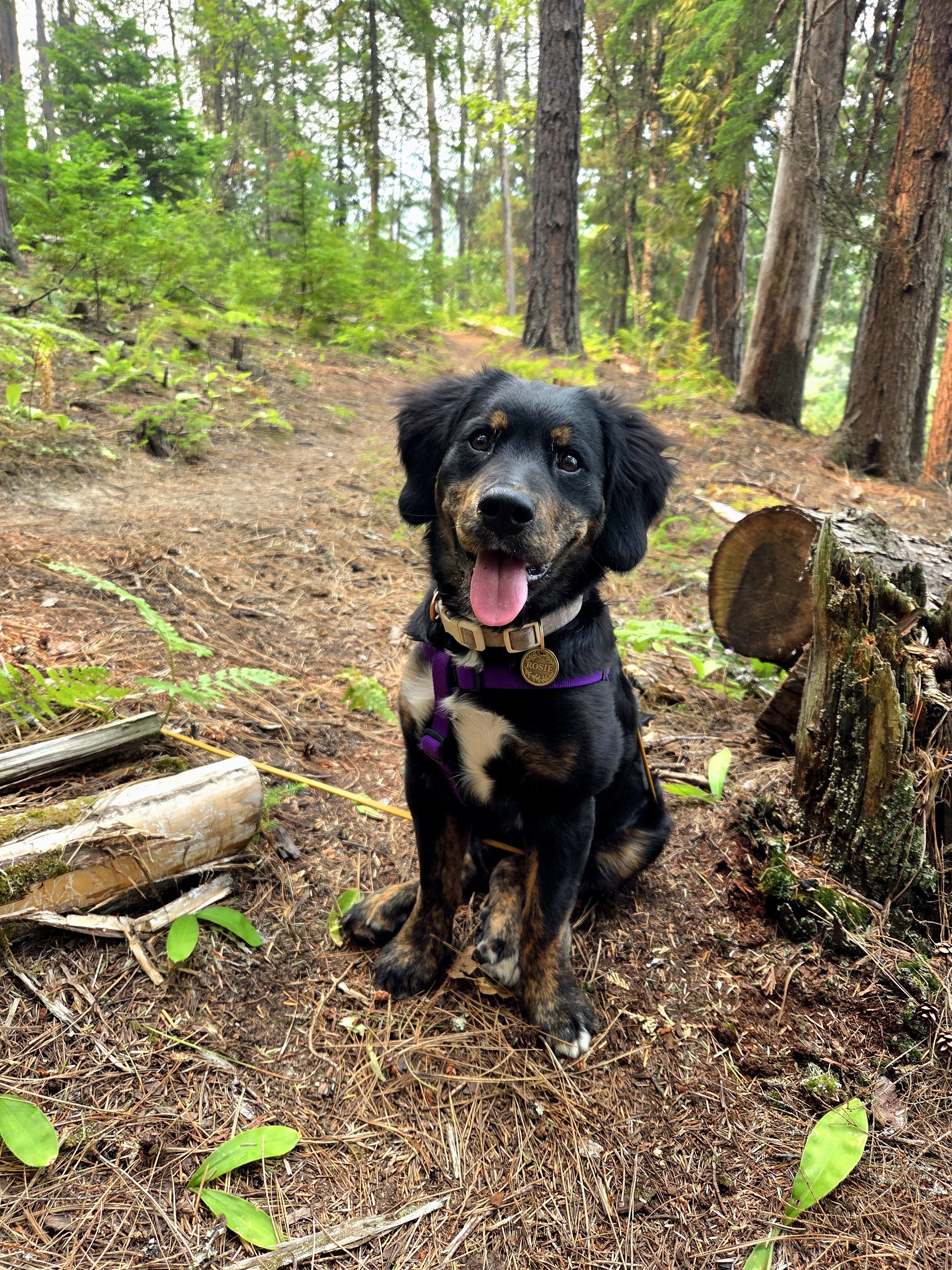 Rosie Happiest in the Forest
