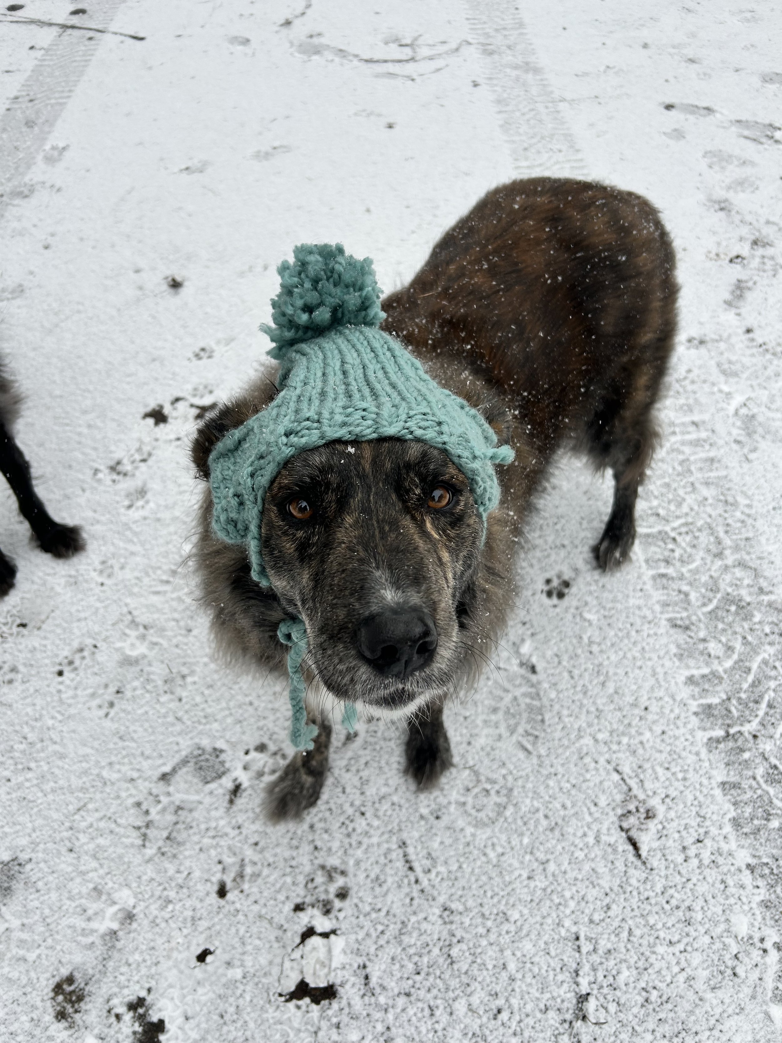 Marley- Staying Warm in Winter