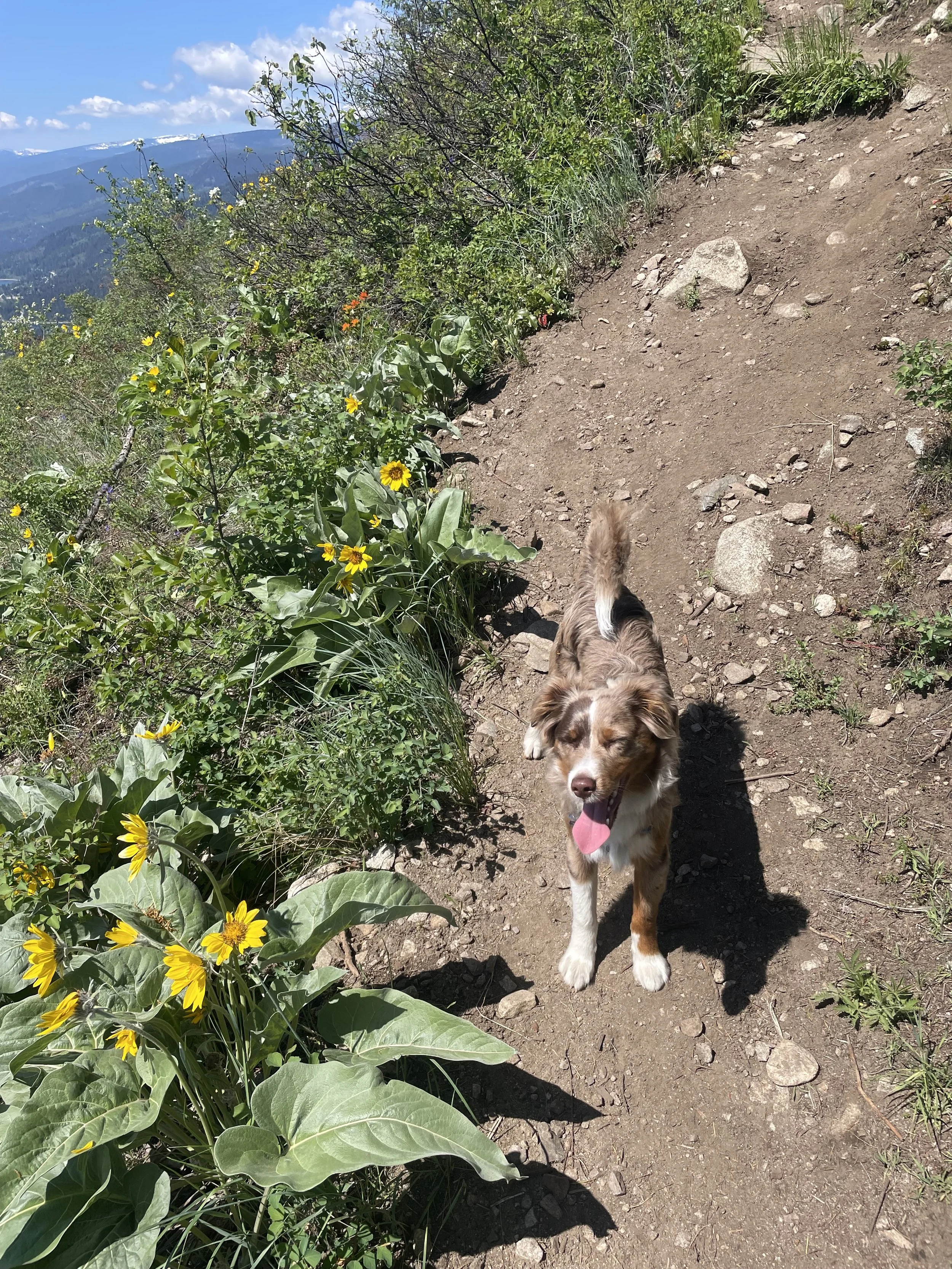 Teddy's First Spring