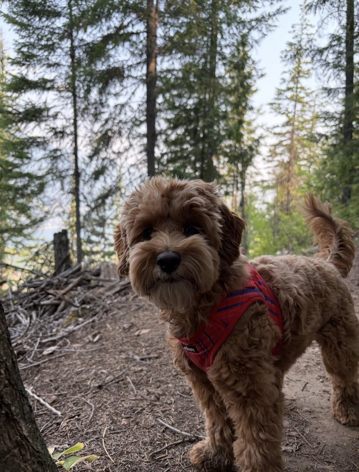 Kiva in the Kootenays