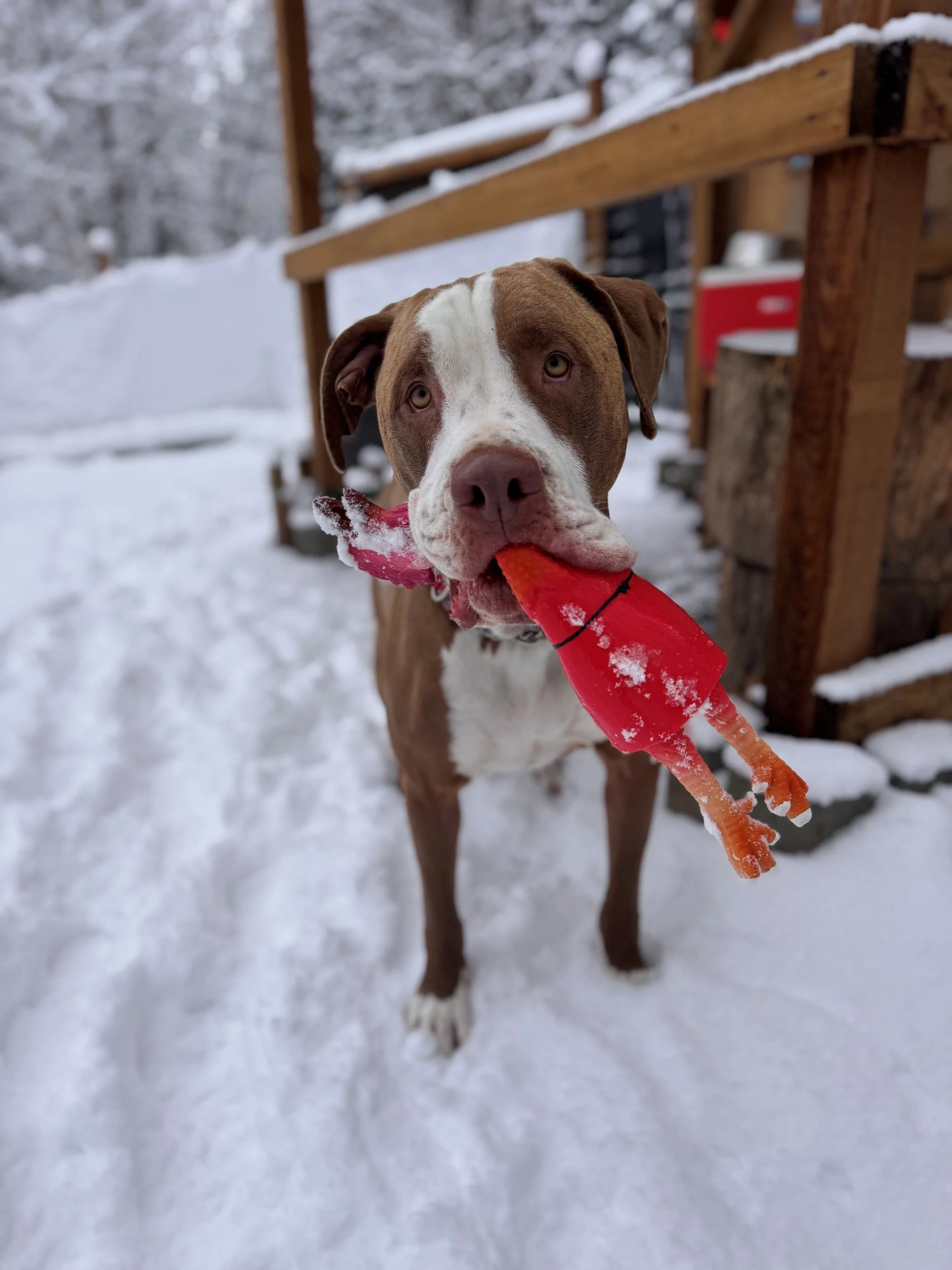 Beau- Toy in Mouth, Snow Under Paws. Life Is Good. 
