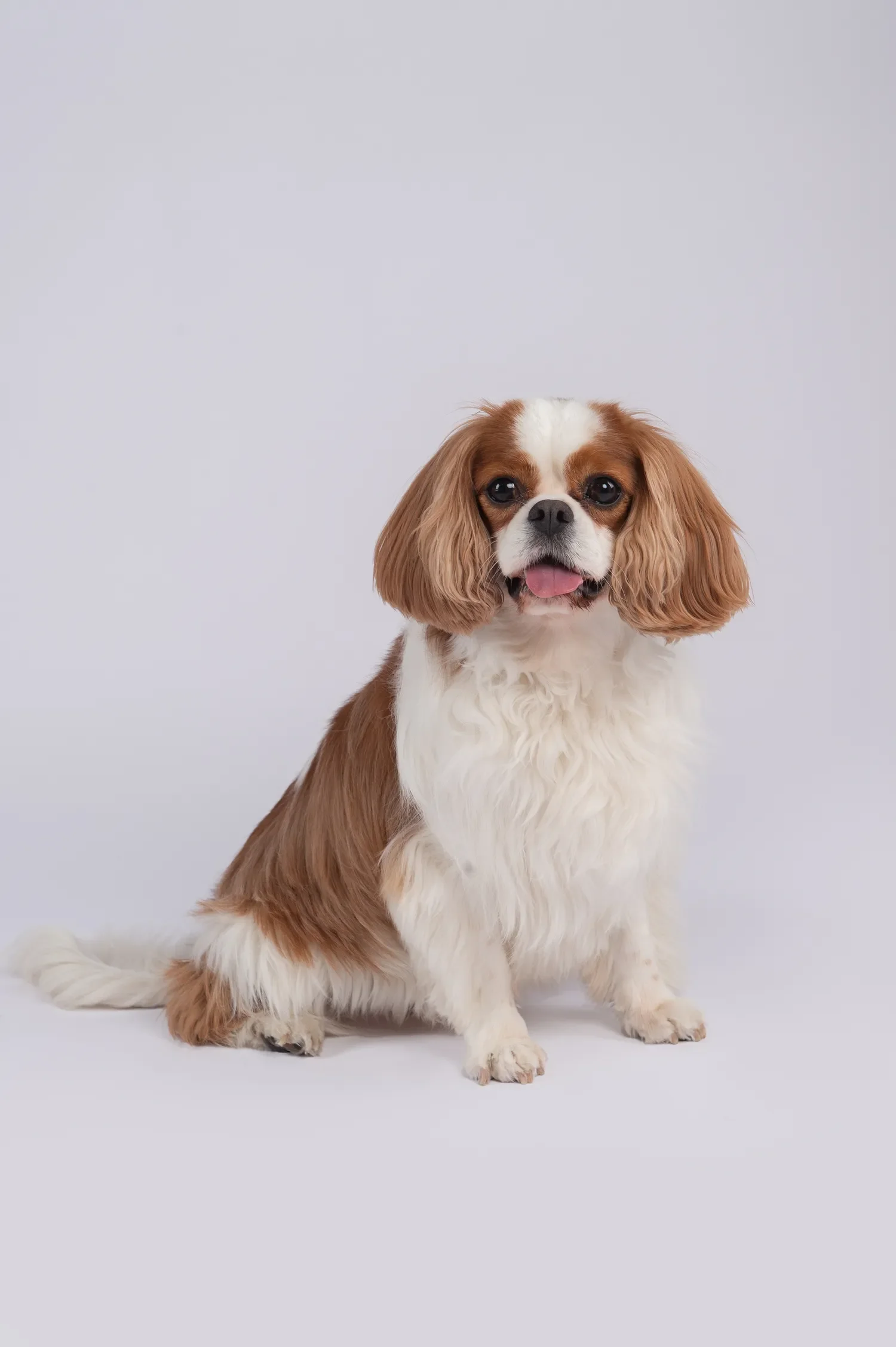 pet photography in dubai image 0.2.webp