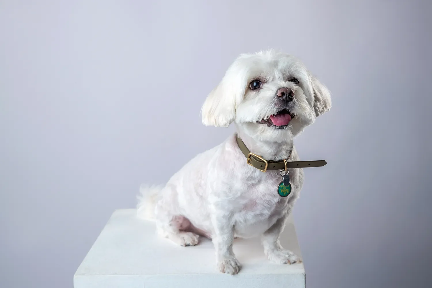 pet photography in dubai image 0.1.webp