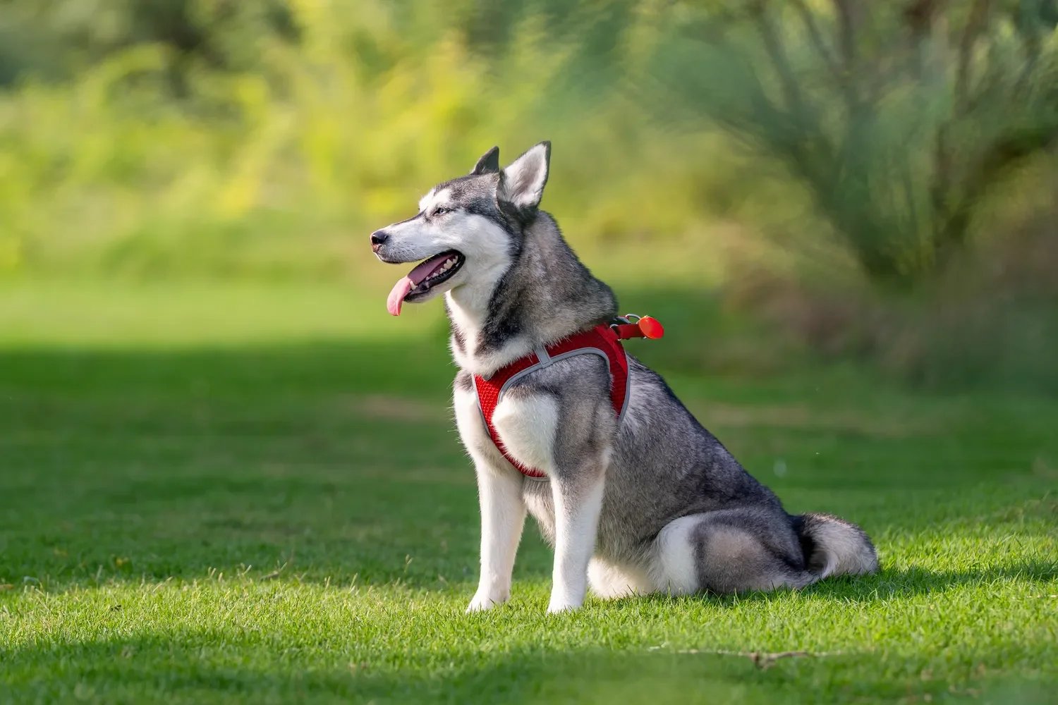 pet photography in dubai image 0.7.webp