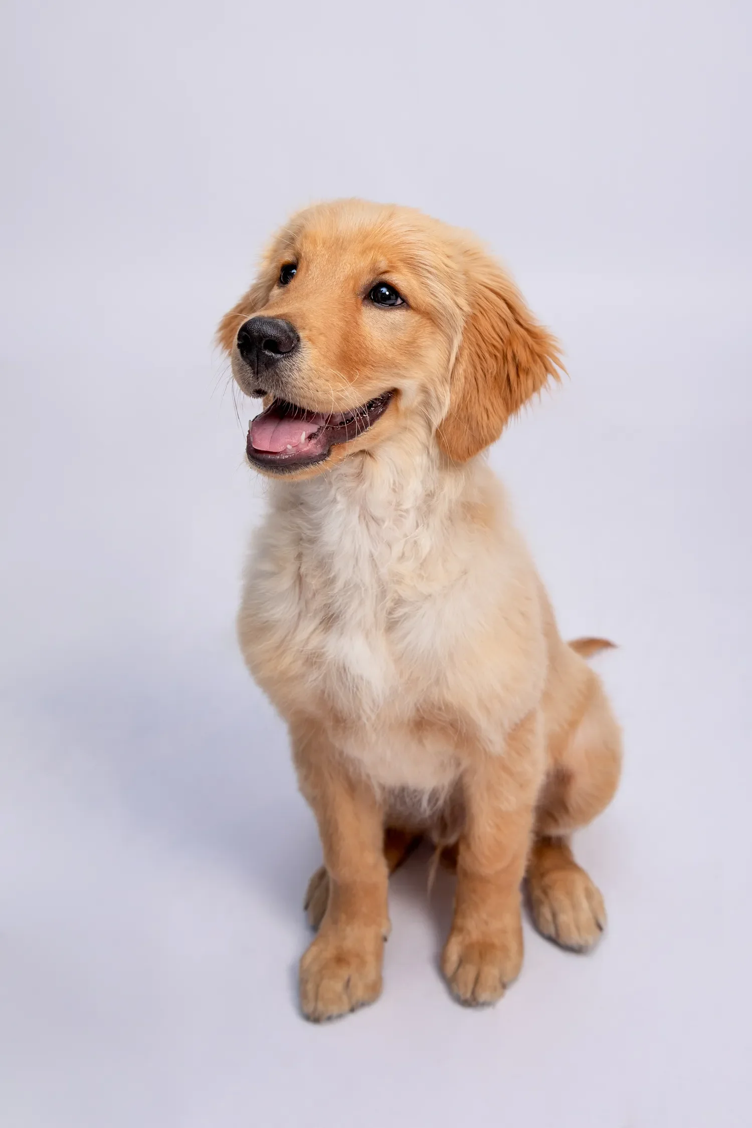 pet photography in dubai image 0.6.webp