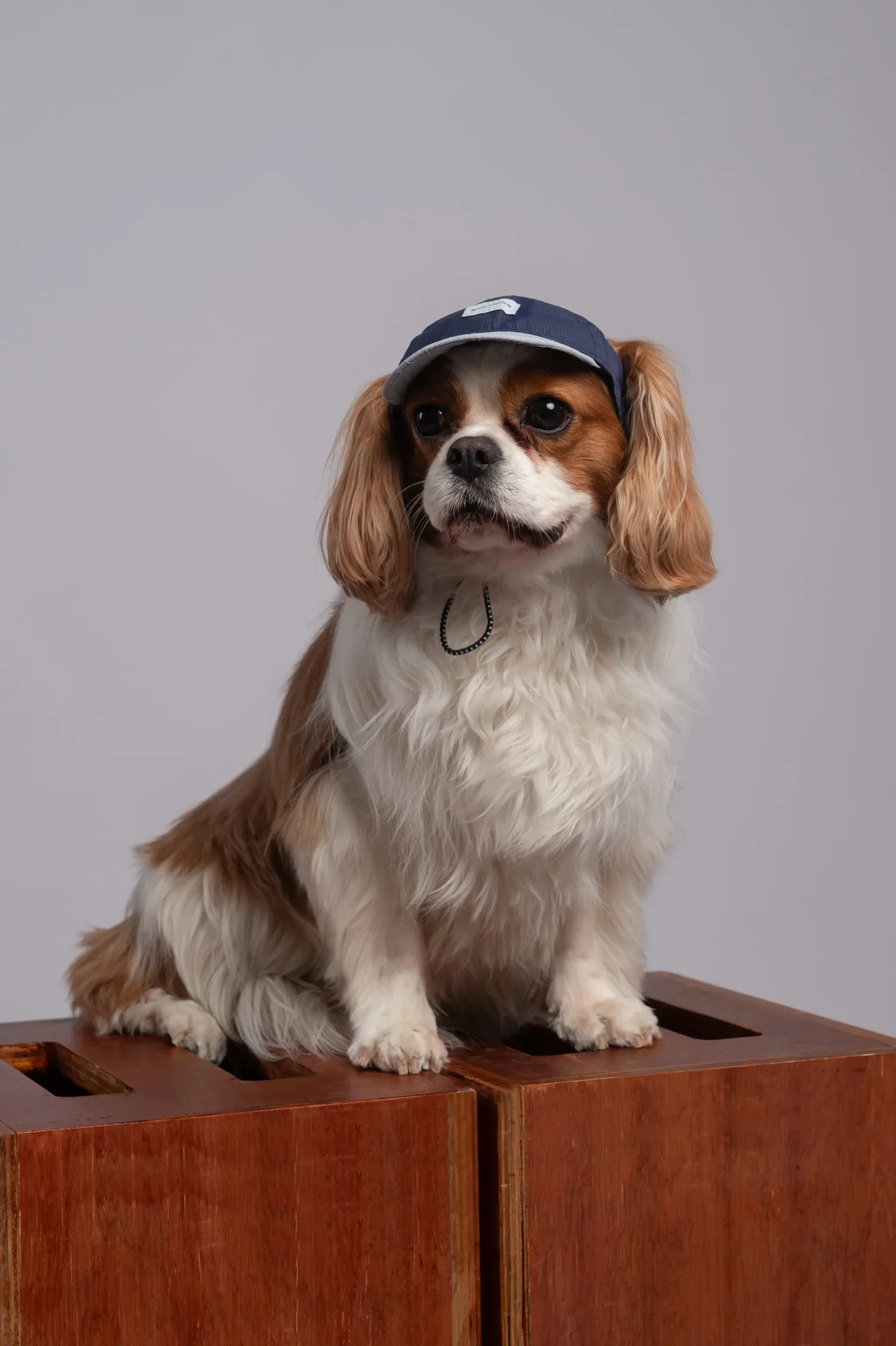 pet photography in dubai image 0.3.webp